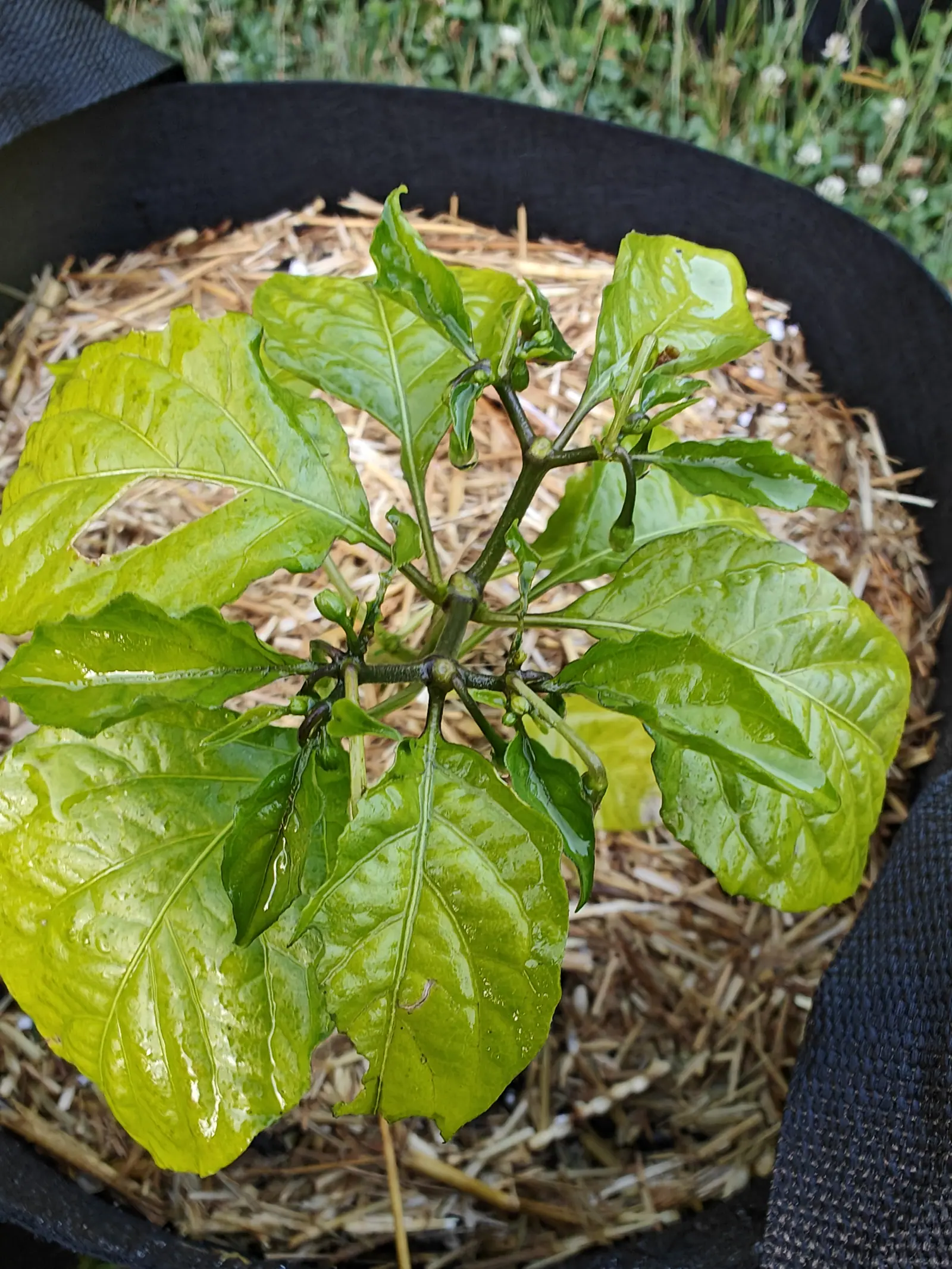 A pepper plant seen from above in a straw-mulched black fabric grow bag, its yellow-green leaves beaded with water and small green buds at the centre, white clover flowering at the edge.