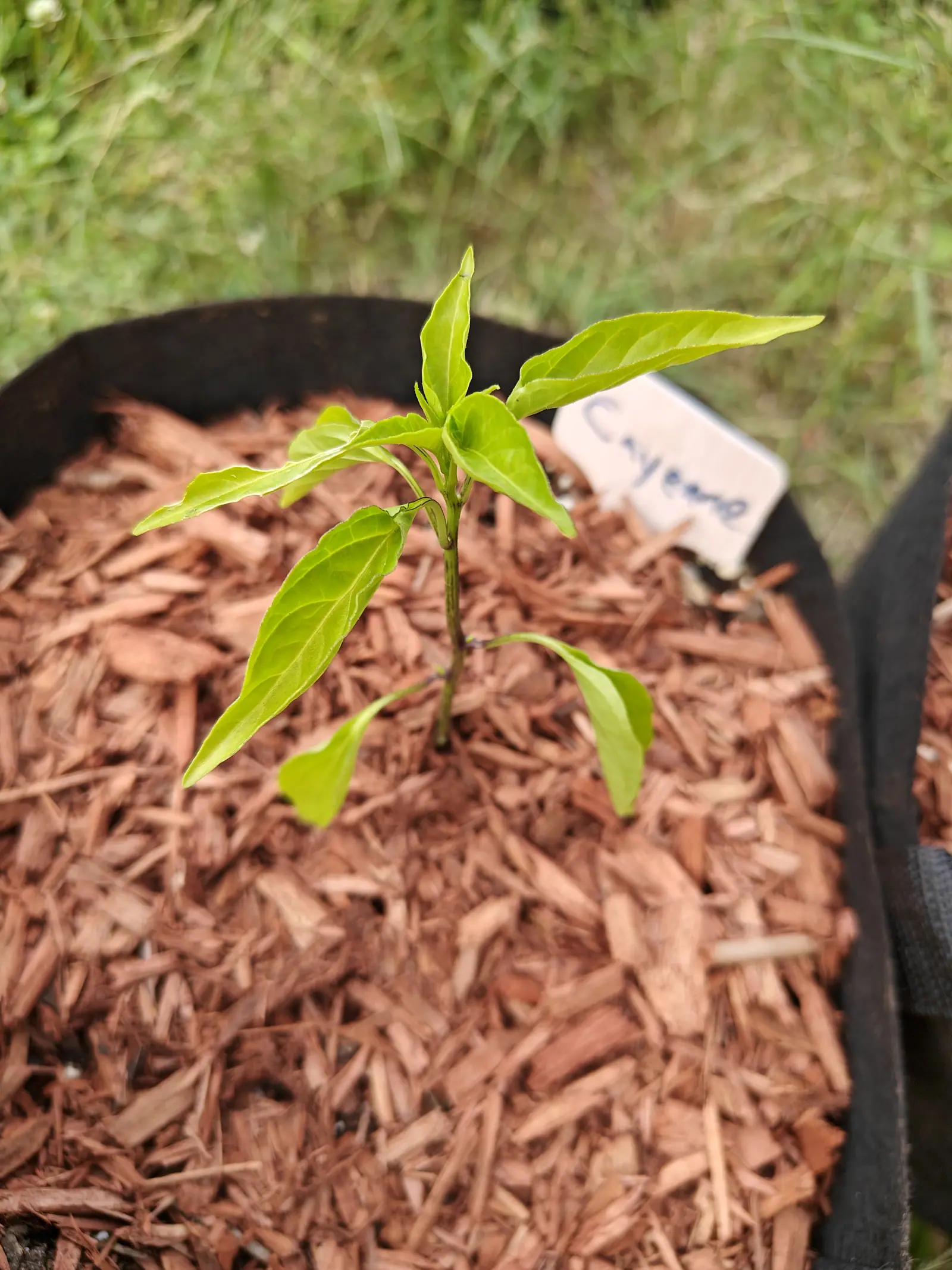 A small pepper seedling with pale green leaves in a black fabric grow bag mulched with red-orange bark chips, a handwritten label leaning behind it, long grass beyond.