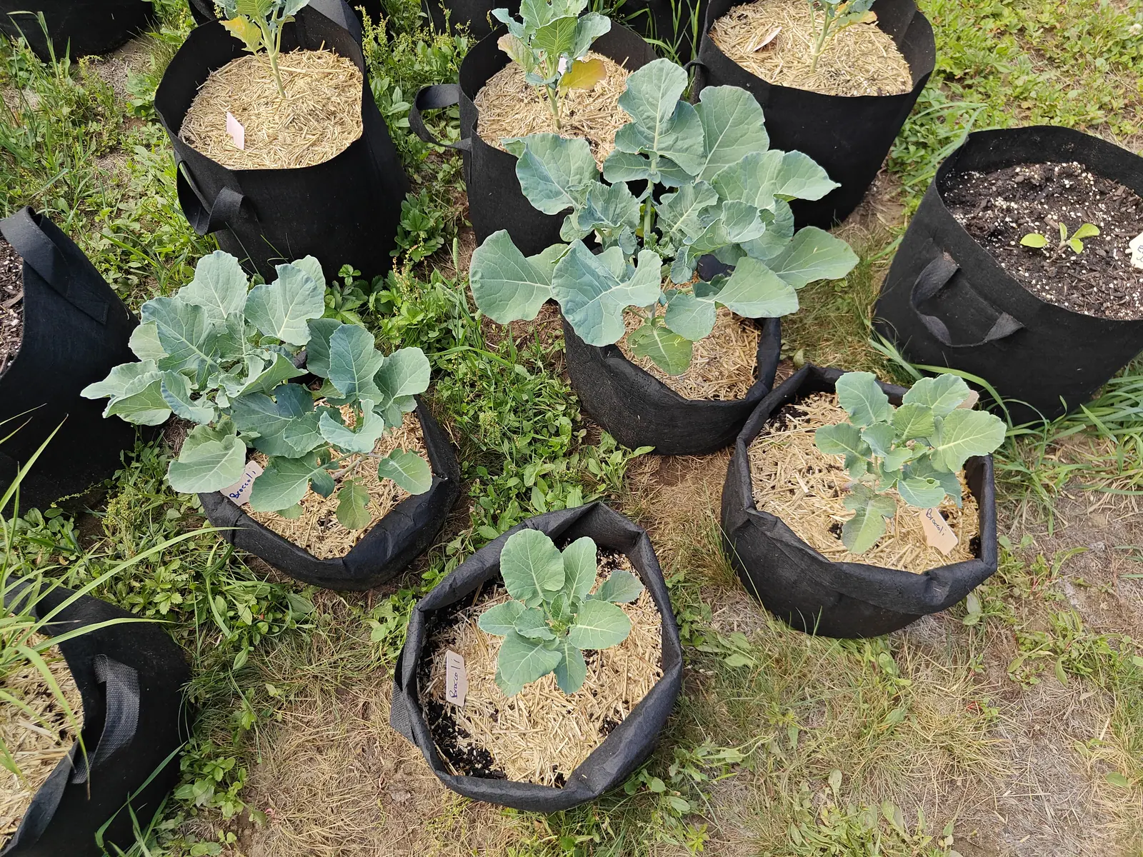 Black fabric grow bags among weedy grass seen from above, each holding a young broccoli with broad blue-grey leaves in straw mulch and a small white label, one bag left as bare dark compost.