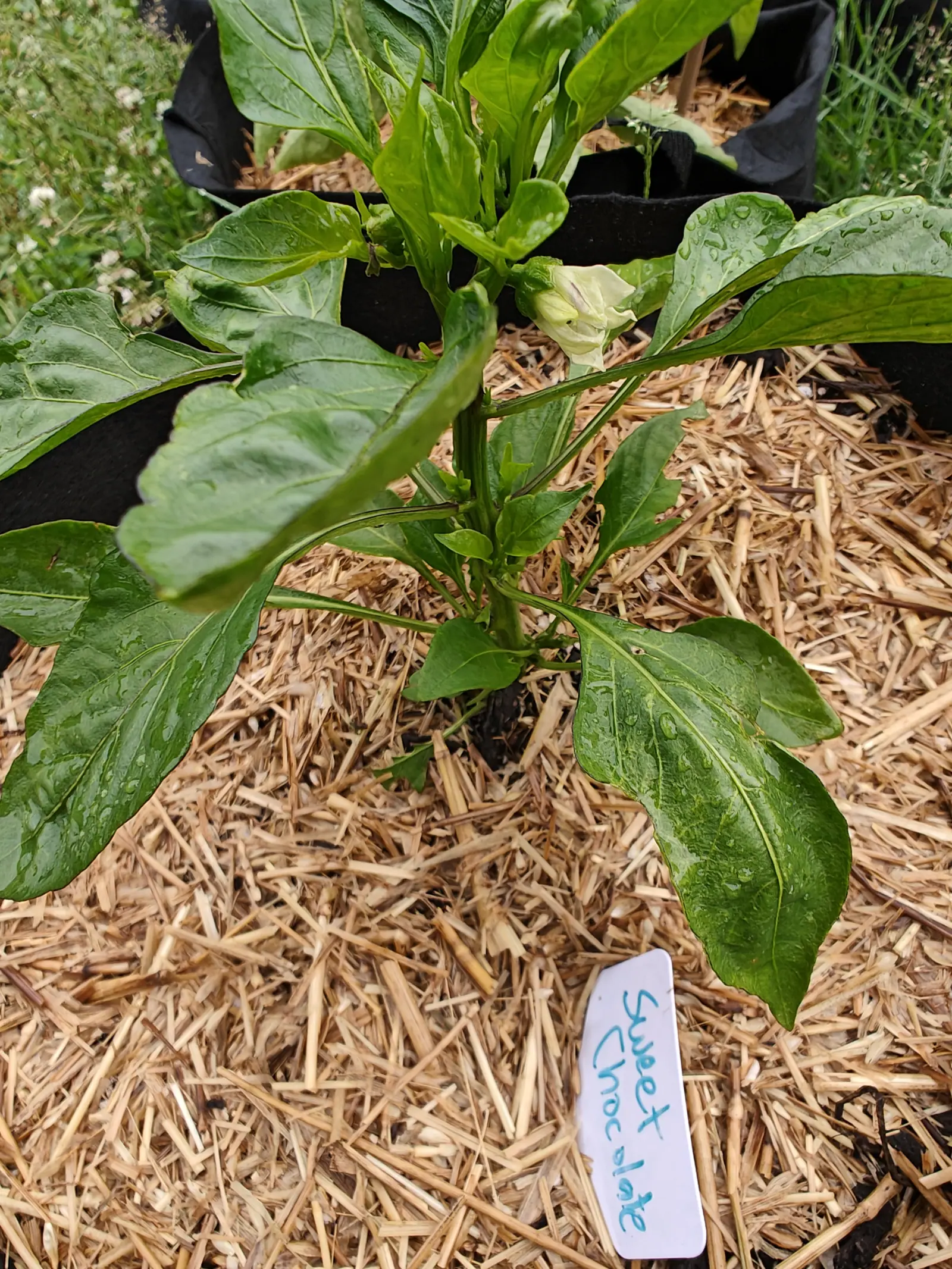 A pepper plant with broad dark green leaves and a single white flower at its centre, in a straw-mulched black fabric grow bag with a label handwritten in blue.