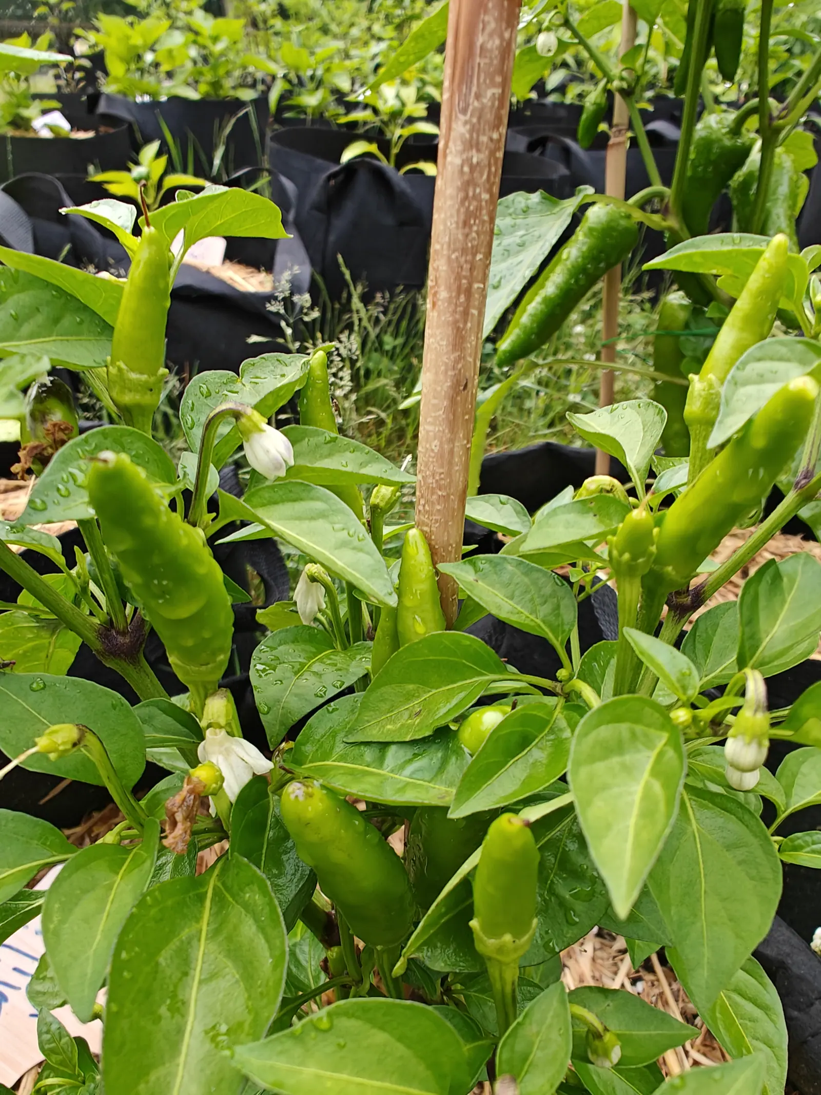 A pepper plant hung with slim green chillies and white flowers, rain still beaded on its leaves, a bamboo cane running up through it and black fabric grow bags behind.