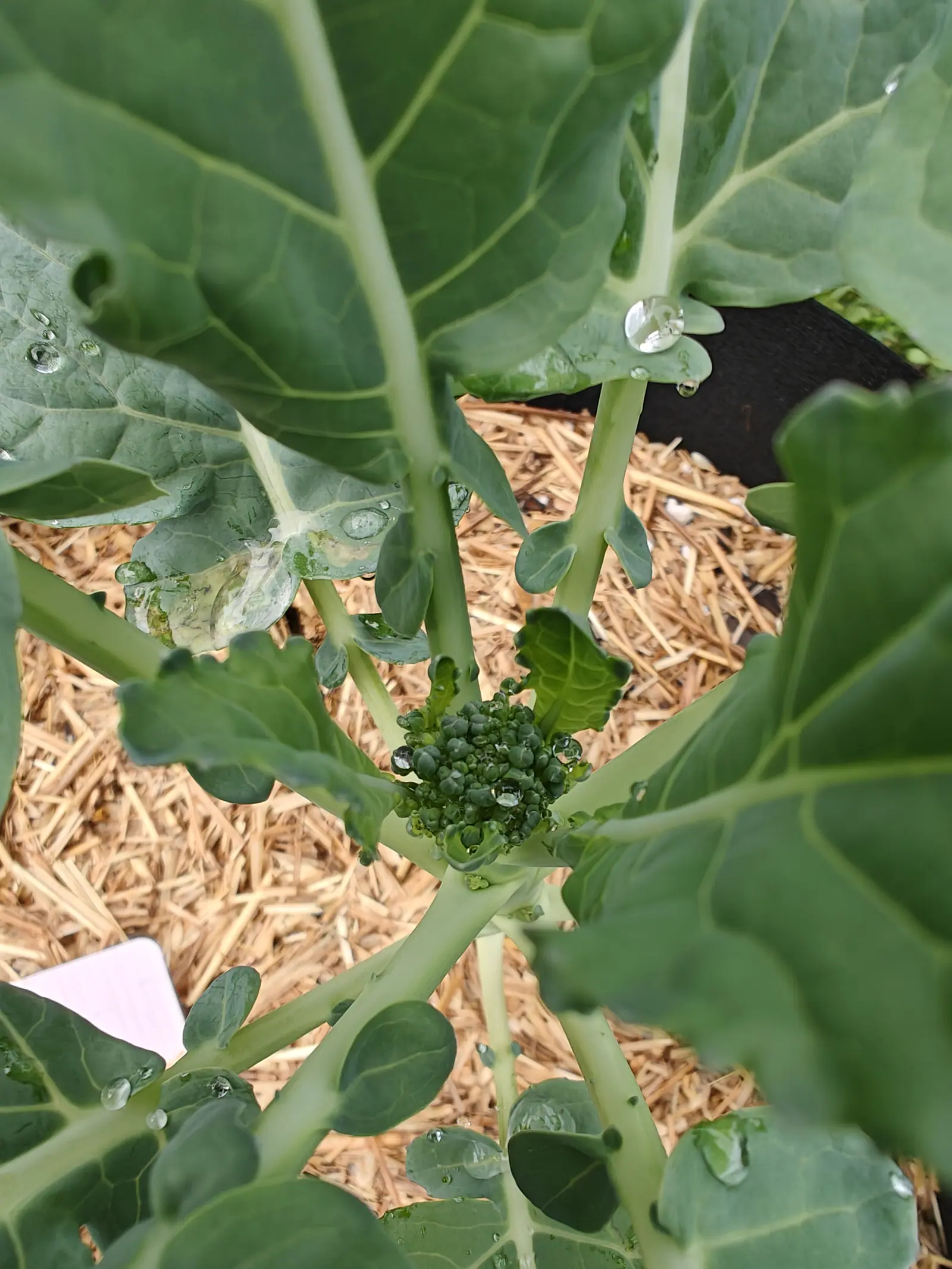 A small dark green broccoli head forming at the centre of its plant, pale ribbed stems and broad leaves fanning out around it beaded with rain, straw mulch showing below.