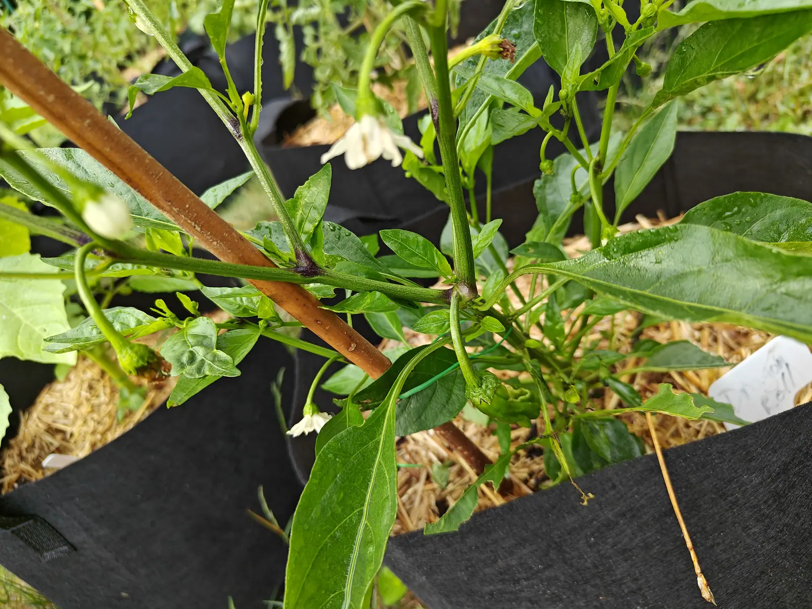 A pepper plant's stems and leaves close to, small white flowers open among them, a bamboo cane crossing the frame with black woven ground fabric and straw mulch below.