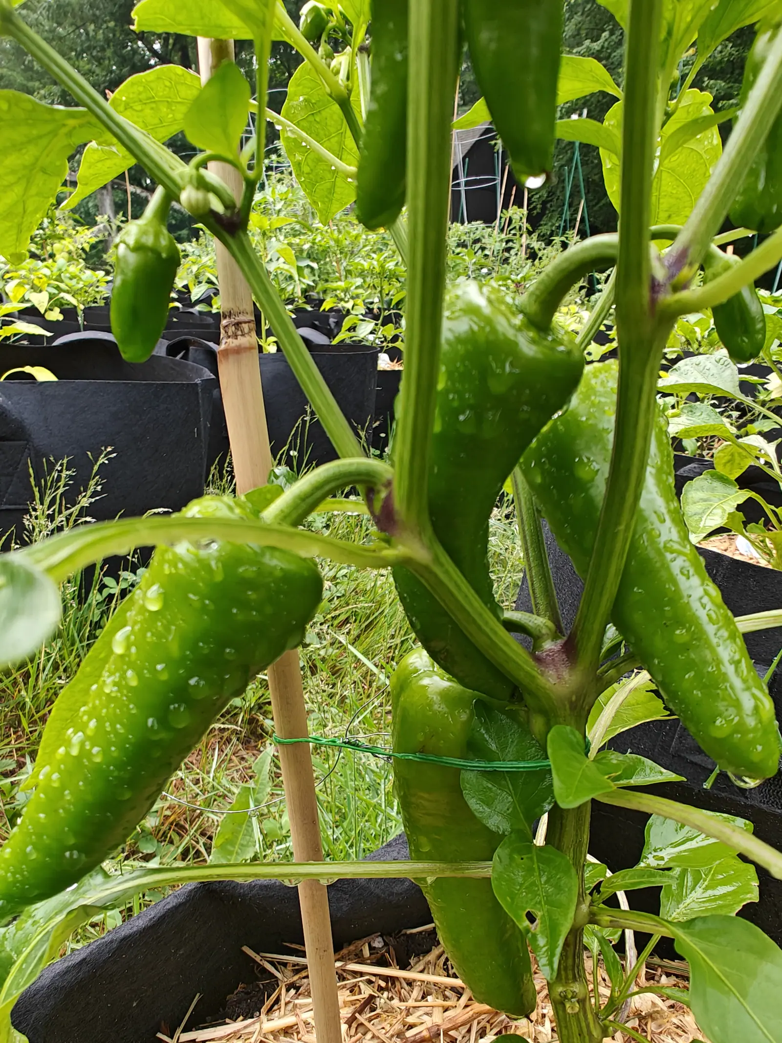 Several long tapered green peppers hanging wet with rain from a plant tied to a bamboo cane with green twine, black fabric grow bags and rough grass behind.