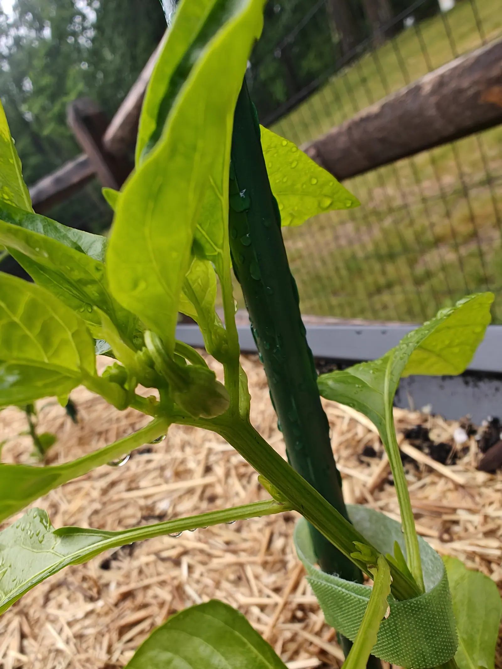 A pepper plant's stem strapped to a dark green metal stake with a green tie, its rain-wet yellow-green leaves around it, straw mulch below and a split-rail fence with wire mesh behind.