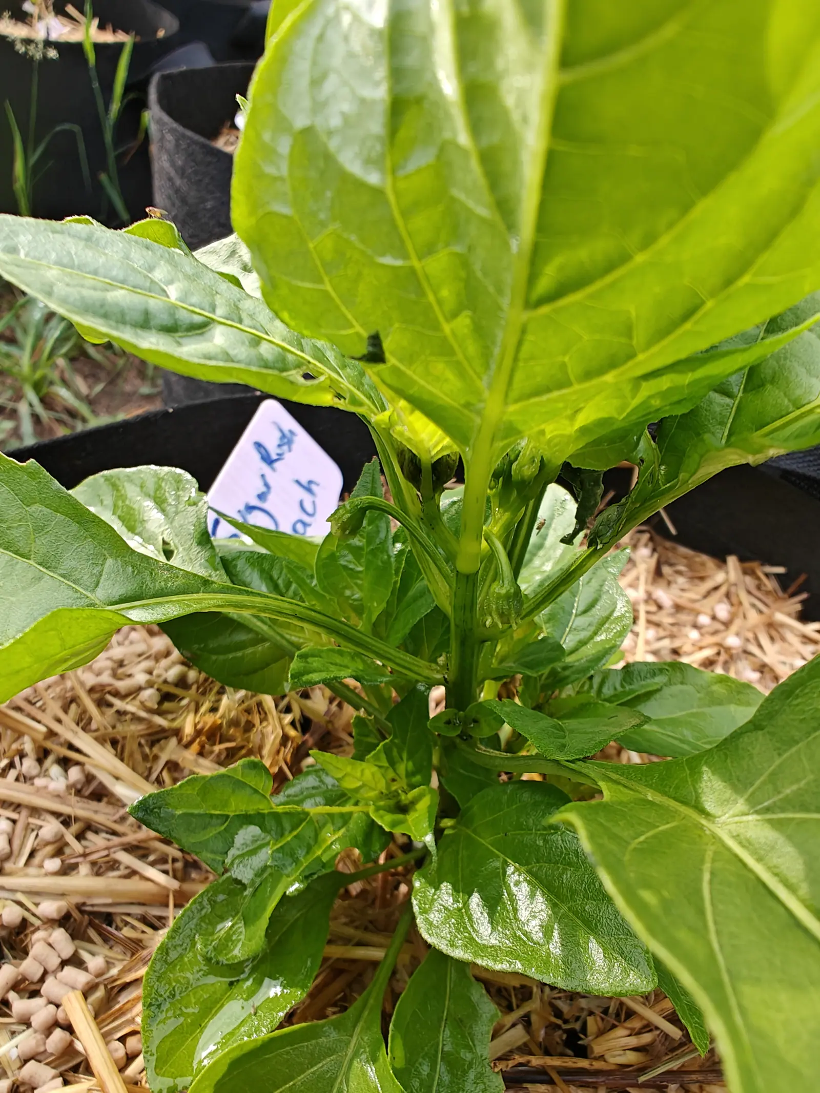 A pepper plant seen close from above, its large glossy yellow-green leaves filling the frame, a small blue and white handwritten label at the left and straw mulch below.