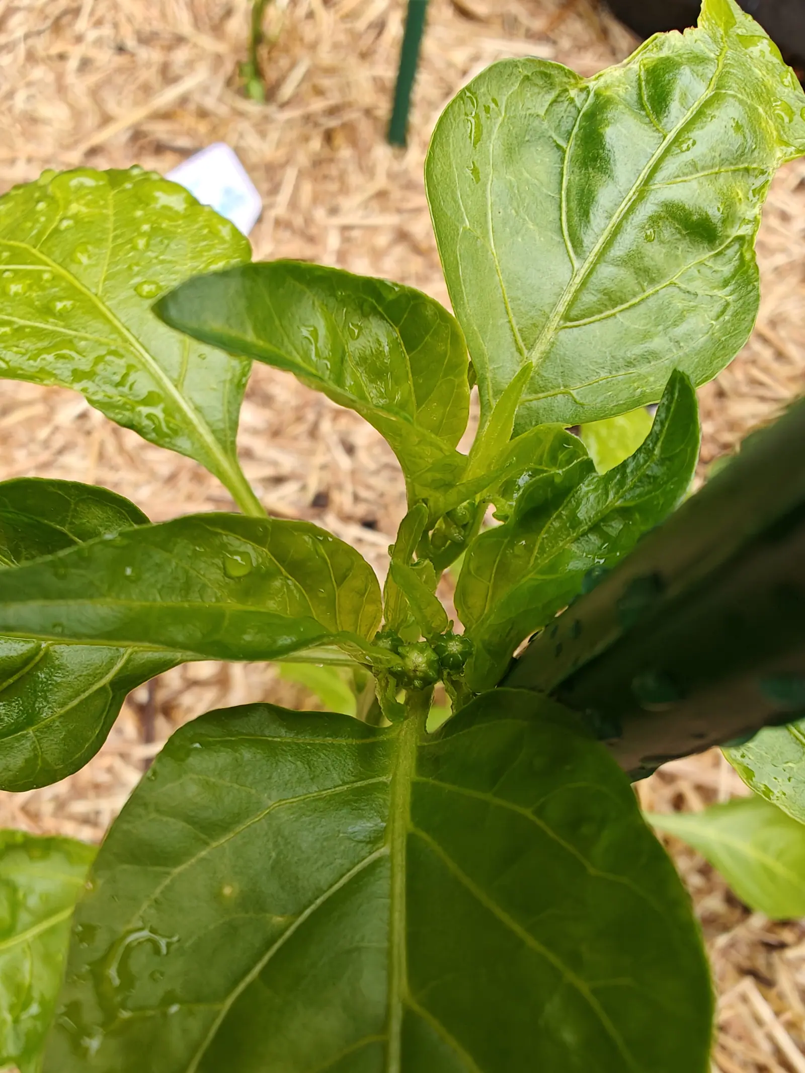 A pepper plant's crown seen from above, rain-wet leaves opening around a tight cluster of small green flower buds, with a green metal stake and straw mulch below.