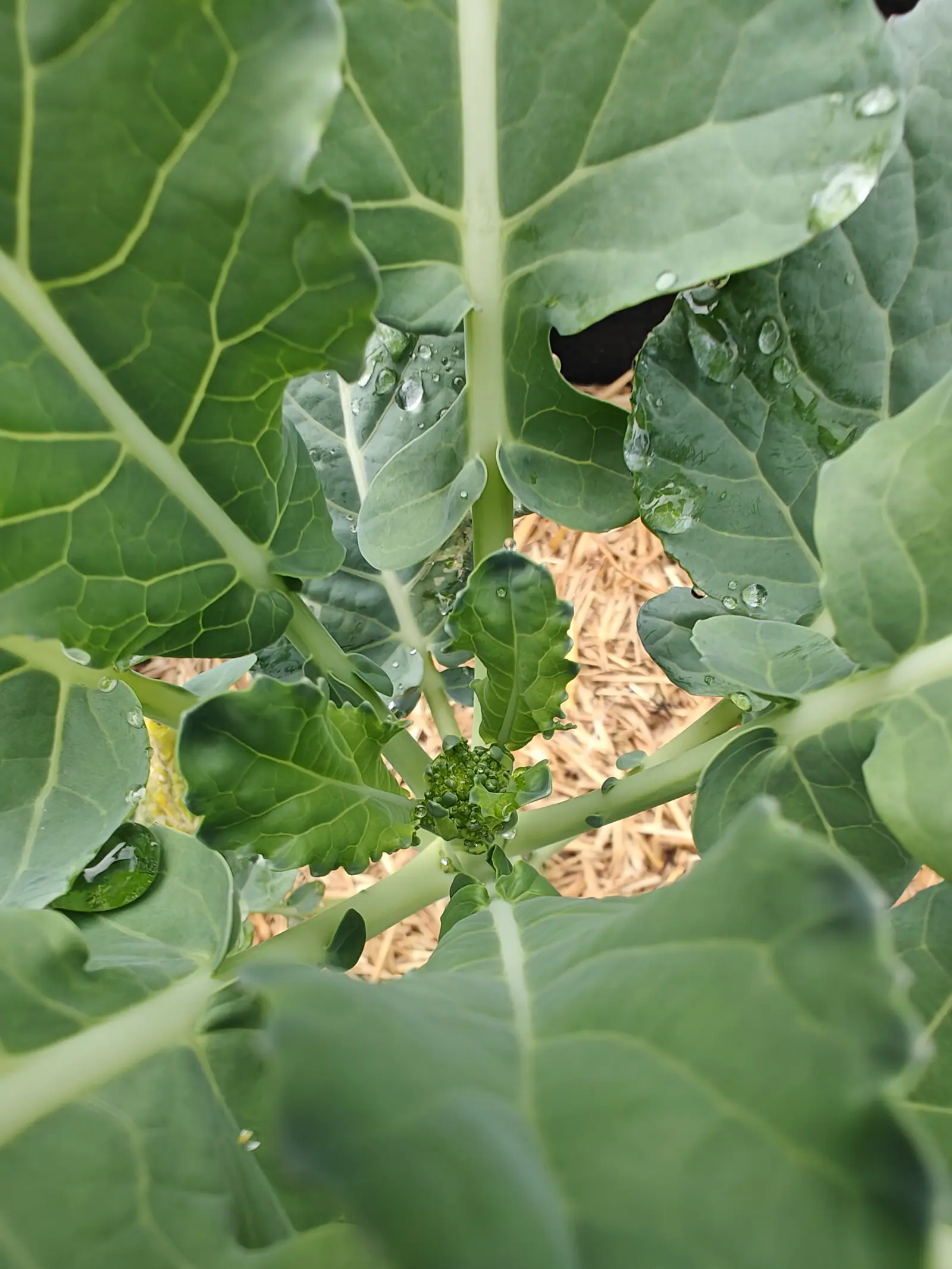A small dark green broccoli head at the centre of its plant, broad blue-green leaves holed and beaded with rain arching over it, straw mulch showing between them.