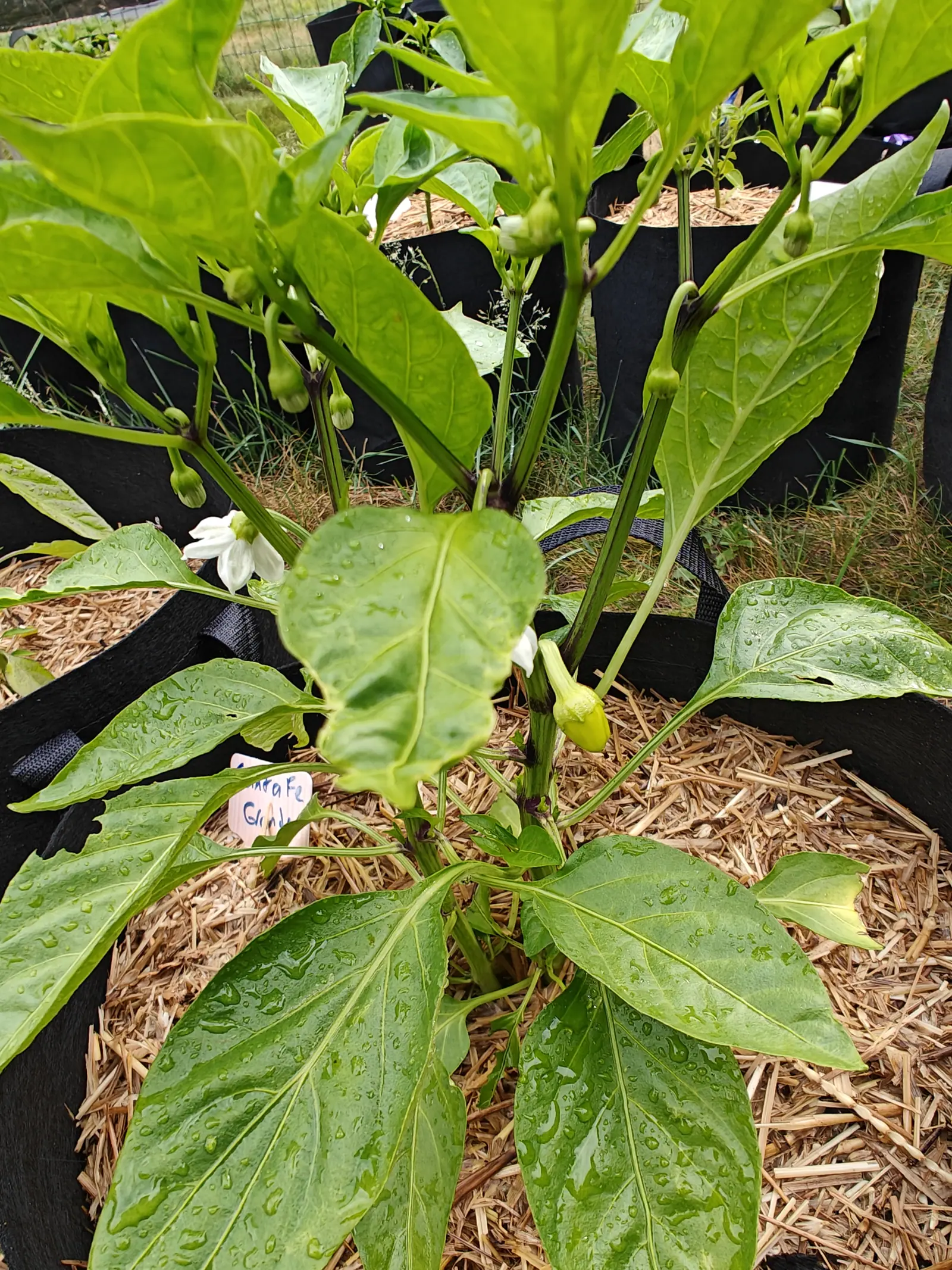 A pepper plant in a straw-mulched black fabric grow bag, white flowers and small green fruits hanging beneath its rain-wet leaves, a handwritten label at the left rim and more bags behind.