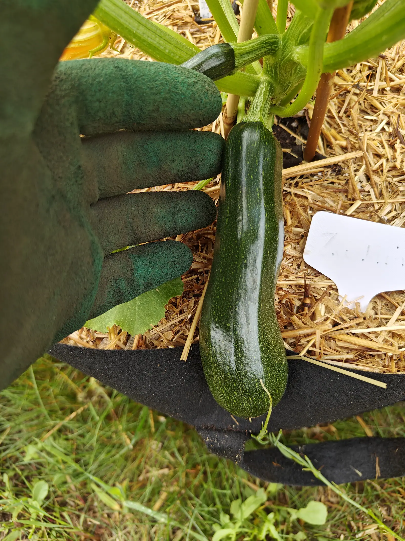 A gloved hand holding a long dark green zucchini still on the plant, straw mulch and the black rim of a fabric grow bag below, a white label lying in the straw.
