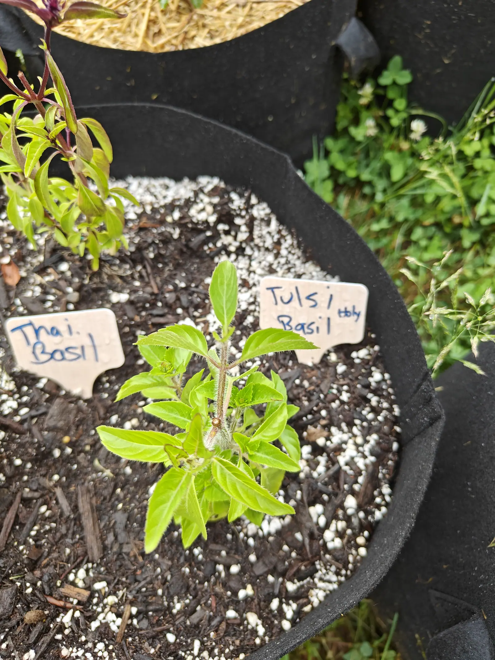 A small basil seedling at the centre of a black fabric grow bag of dark perlite-flecked compost, handwritten labels beside it, a purple-stemmed seedling behind.