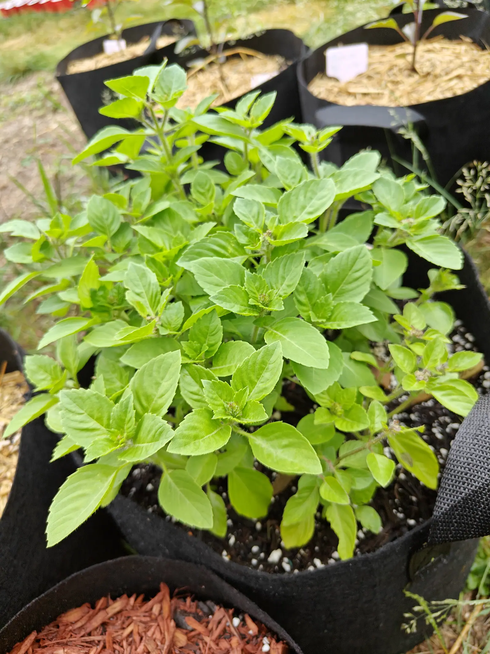 A dense clump of basil crowding pale green, softly hairy leaves onto upright shoots, in a black fabric grow bag of dark perlite-flecked compost with bark-mulched bags around it.