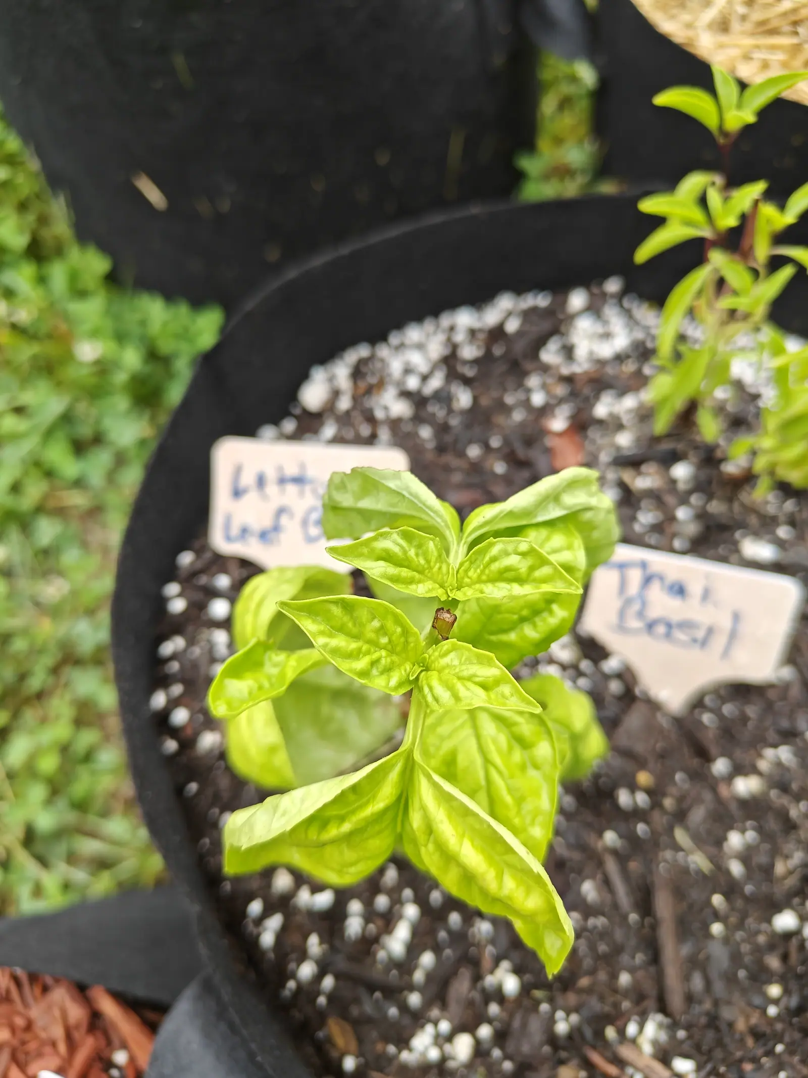 A basil seedling with big crinkled bright green leaves in a black fabric grow bag of dark perlite-flecked soil, handwritten labels either side and a purple-tinged basil at the far rim.