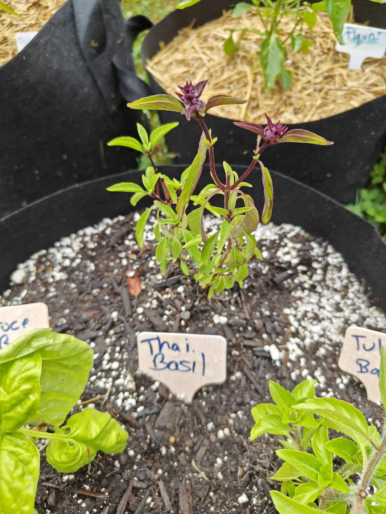 A basil seedling with purple stems and dark purple flower spikes in a black fabric grow bag of perlite-flecked compost, a handwritten label in front and further labels around.