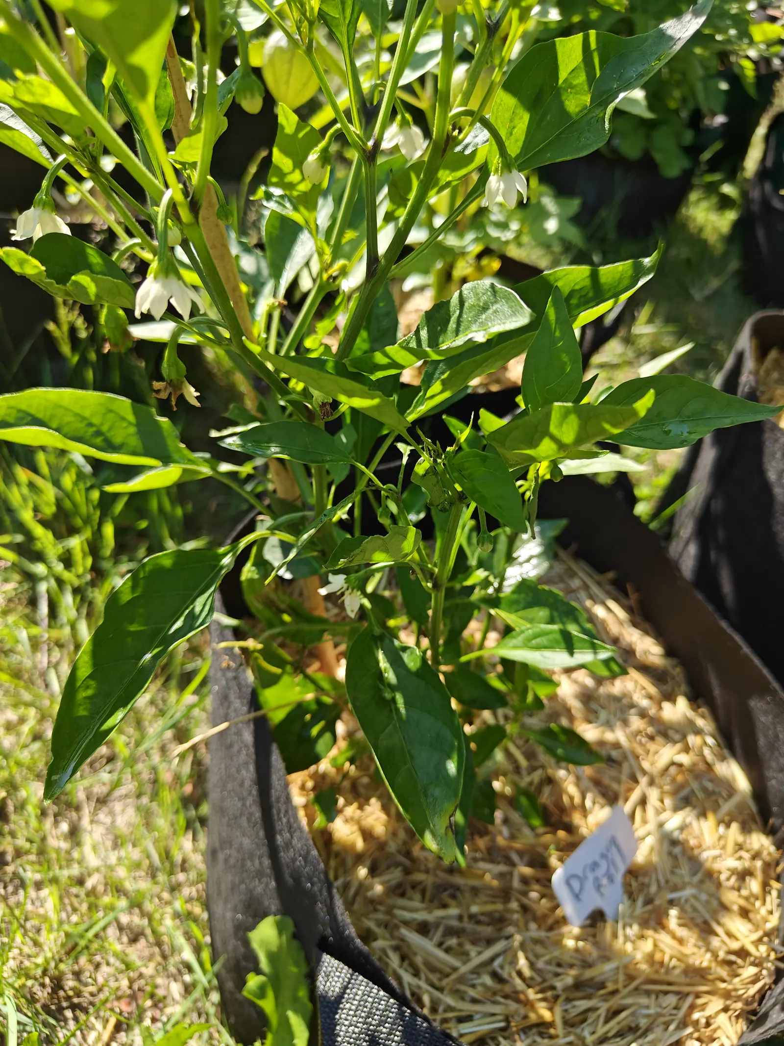 A pepper plant covered in small white flowers in a straw-mulched black fabric grow bag, its glossy dark leaves in hard sun and a handwritten label lying face-up in the straw.