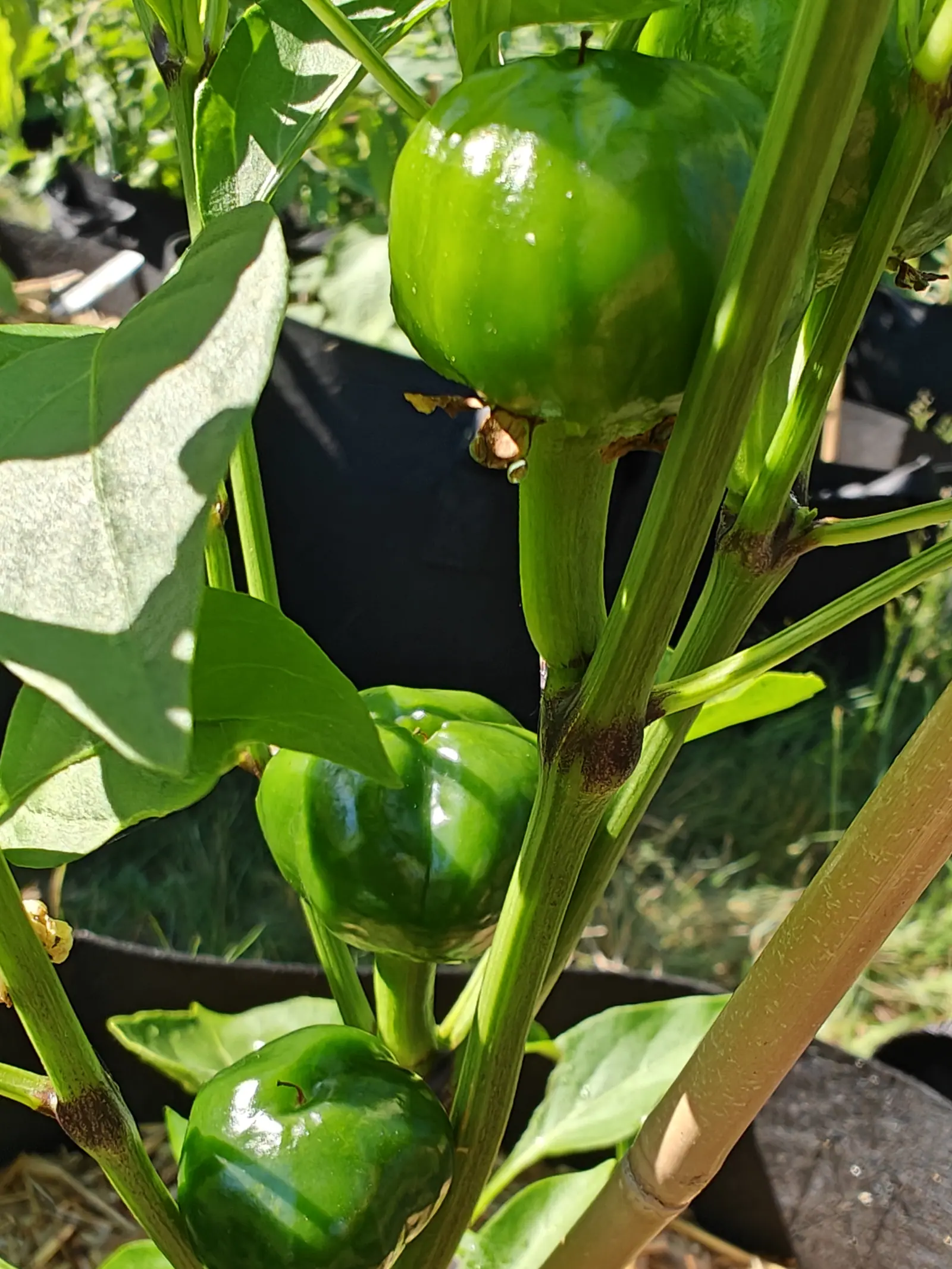 Three round glossy green peppers hanging at different heights on a plant in a black fabric grow bag, a bamboo cane at the right and sunlit grass beyond.