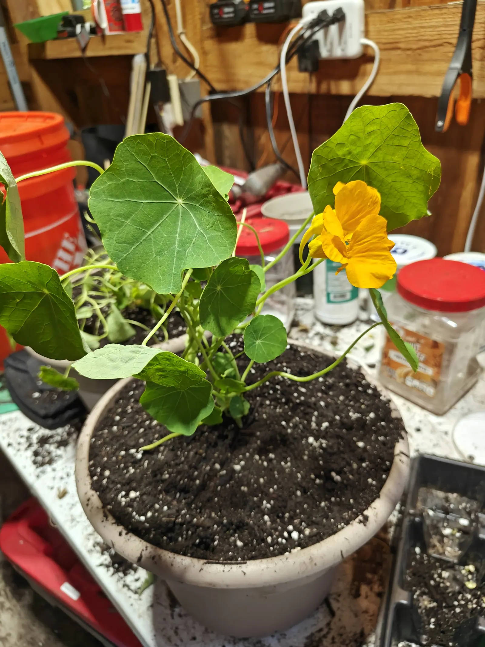 A nasturtium in a pale plastic pot on a cluttered potting bench, one orange flower open above round grey-green leaves, an orange bucket and hand tools on the timber wall behind.