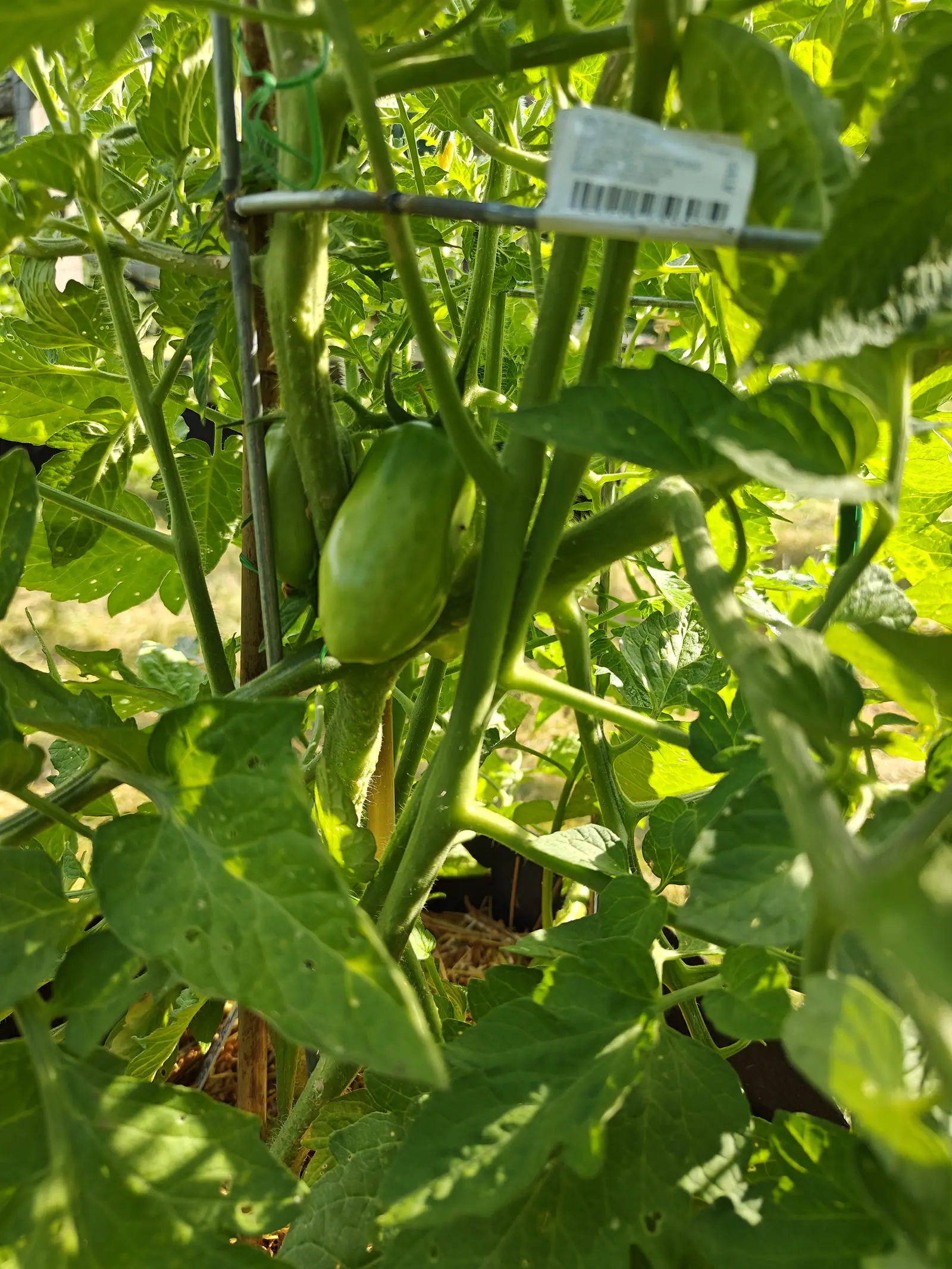 A single green plum tomato hanging deep in the foliage, tied to a metal stake with a printed barcode plant label clipped above it, backlit leaves crowding all around.