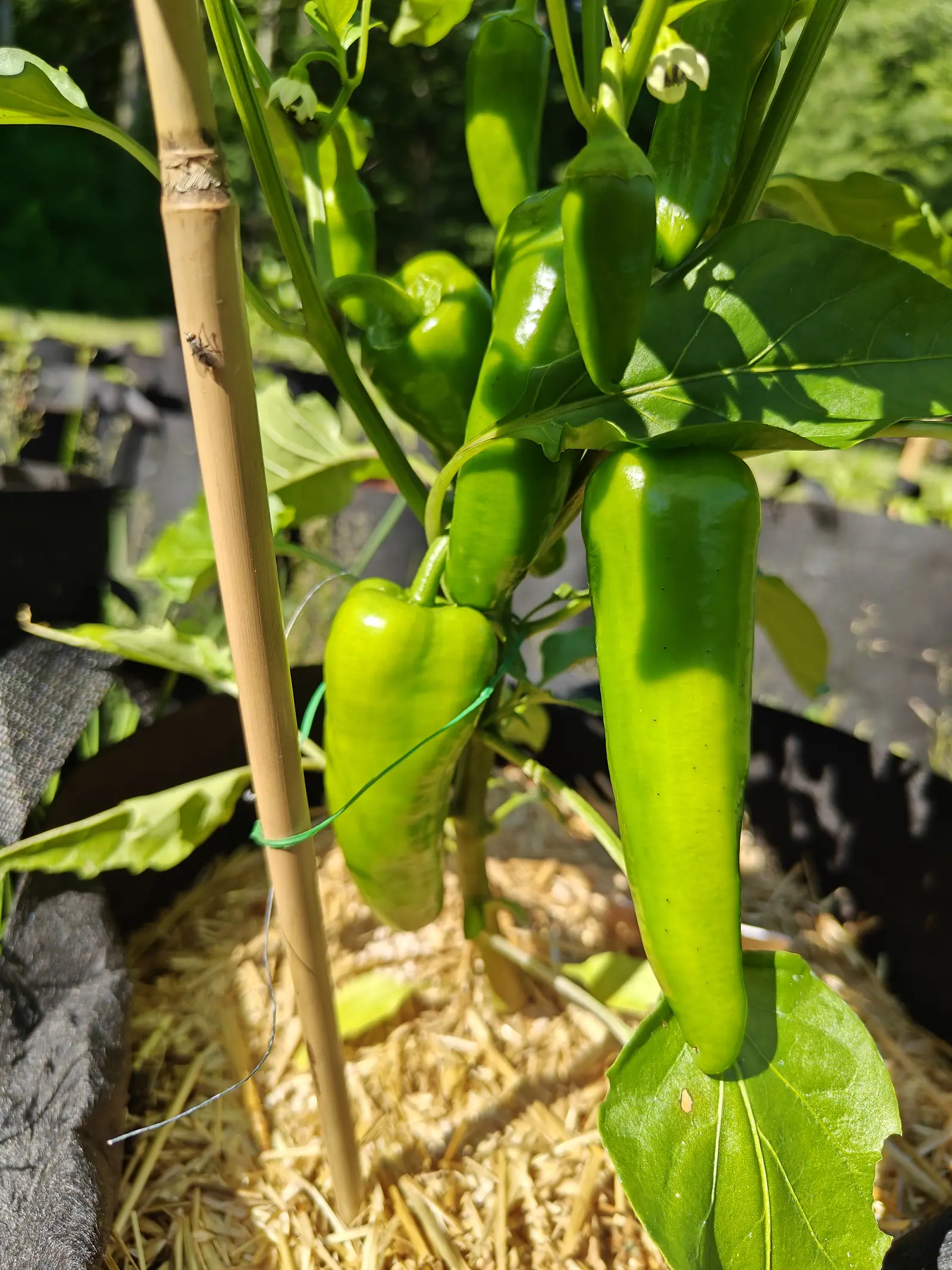 Long tapering pale green peppers hanging from a plant tied to a bamboo cane with green wire, straw mulch and the rim of a black fabric grow bag below.