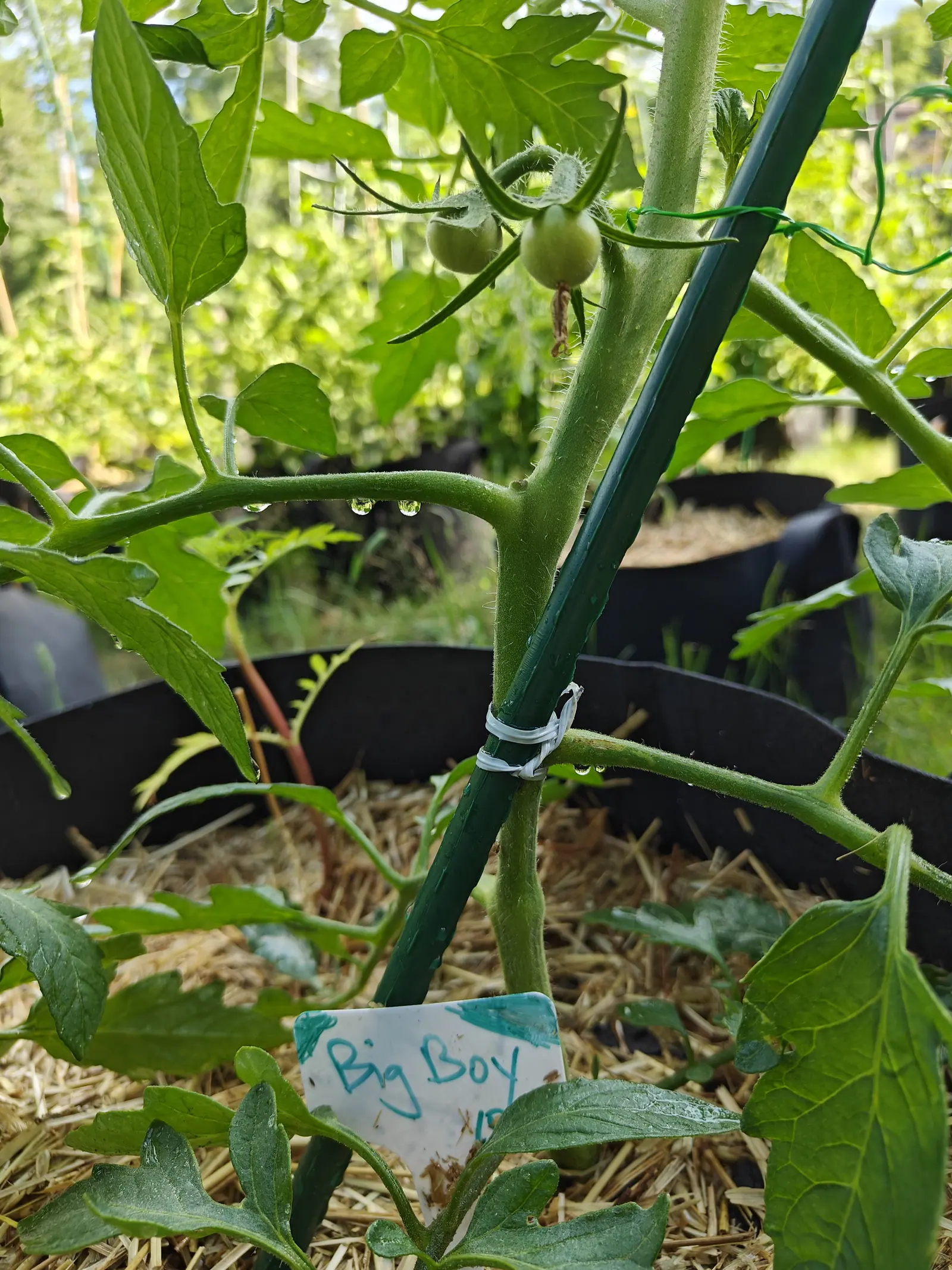 A young tomato plant tied to a green metal stake in a straw-mulched grow bag, a few small green fruit above and a handwritten label pushed into the straw.