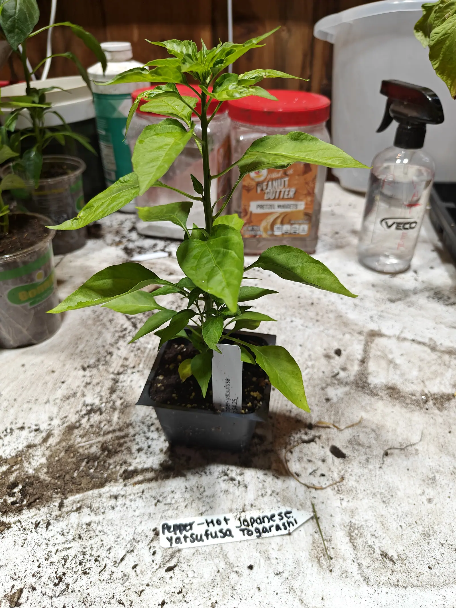 A young pepper plant in a small black pot on a spattered potting bench, a handwritten label in front, jars and a spray bottle behind.