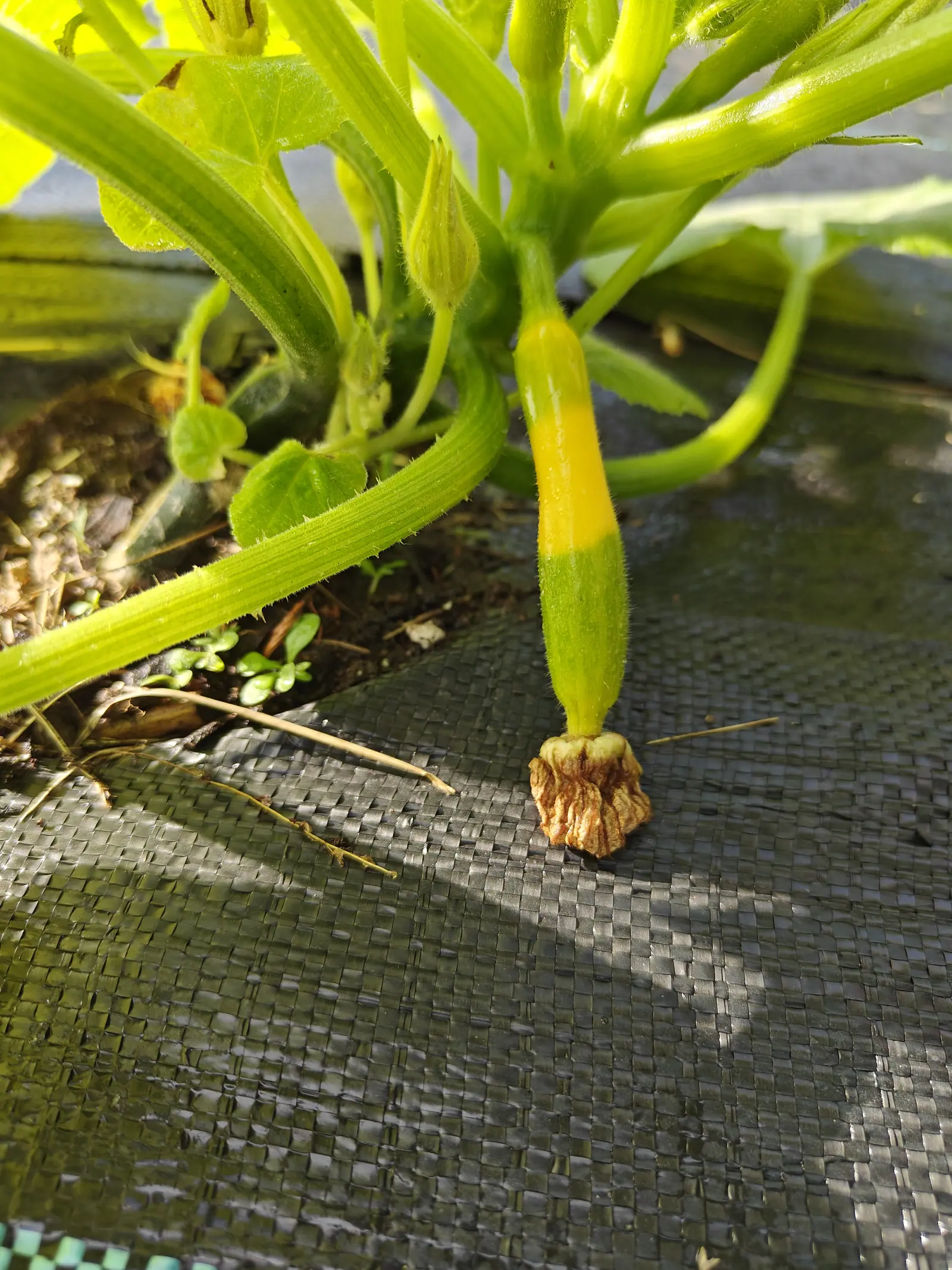 A young slender fruit banded yellow and green with its shrivelled flower still attached at the tip, lying on black woven ground fabric beneath thick bristled stems.