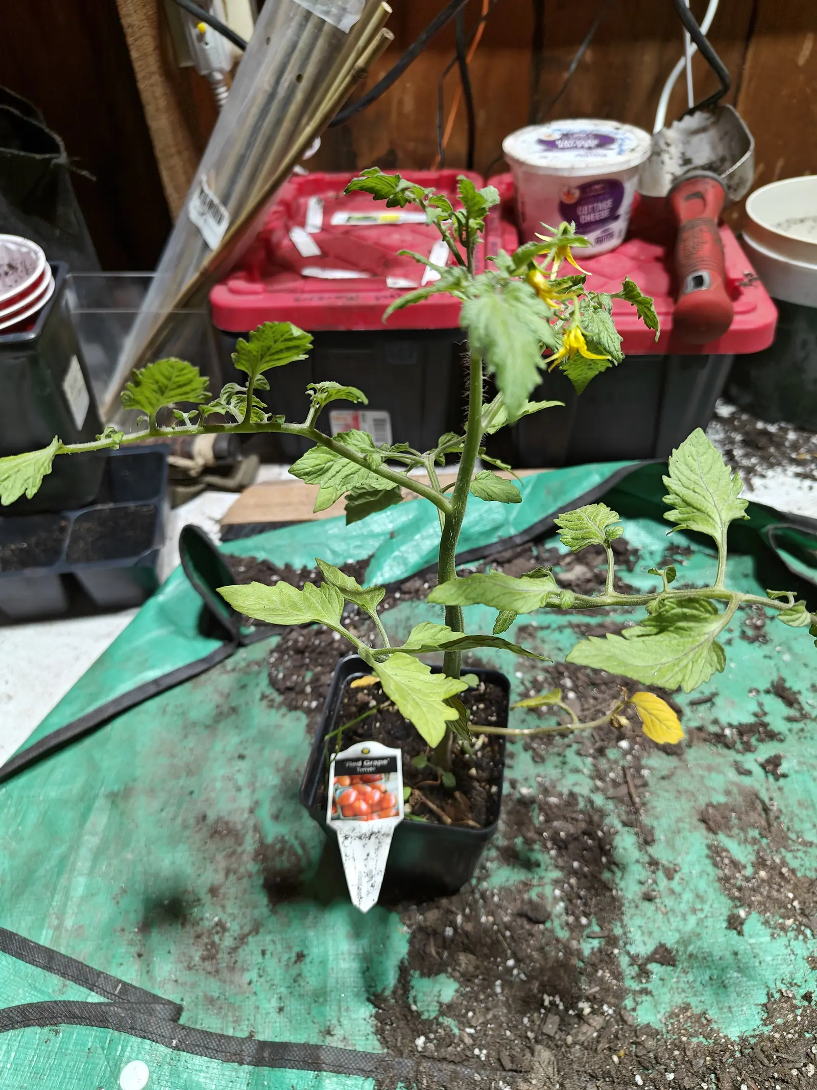 A leggy young tomato plant in a small black pot on a green tarpaulin, a printed nursery label showing red cherry tomatoes tucked into the compost, seed trays and a red toolbox behind.
