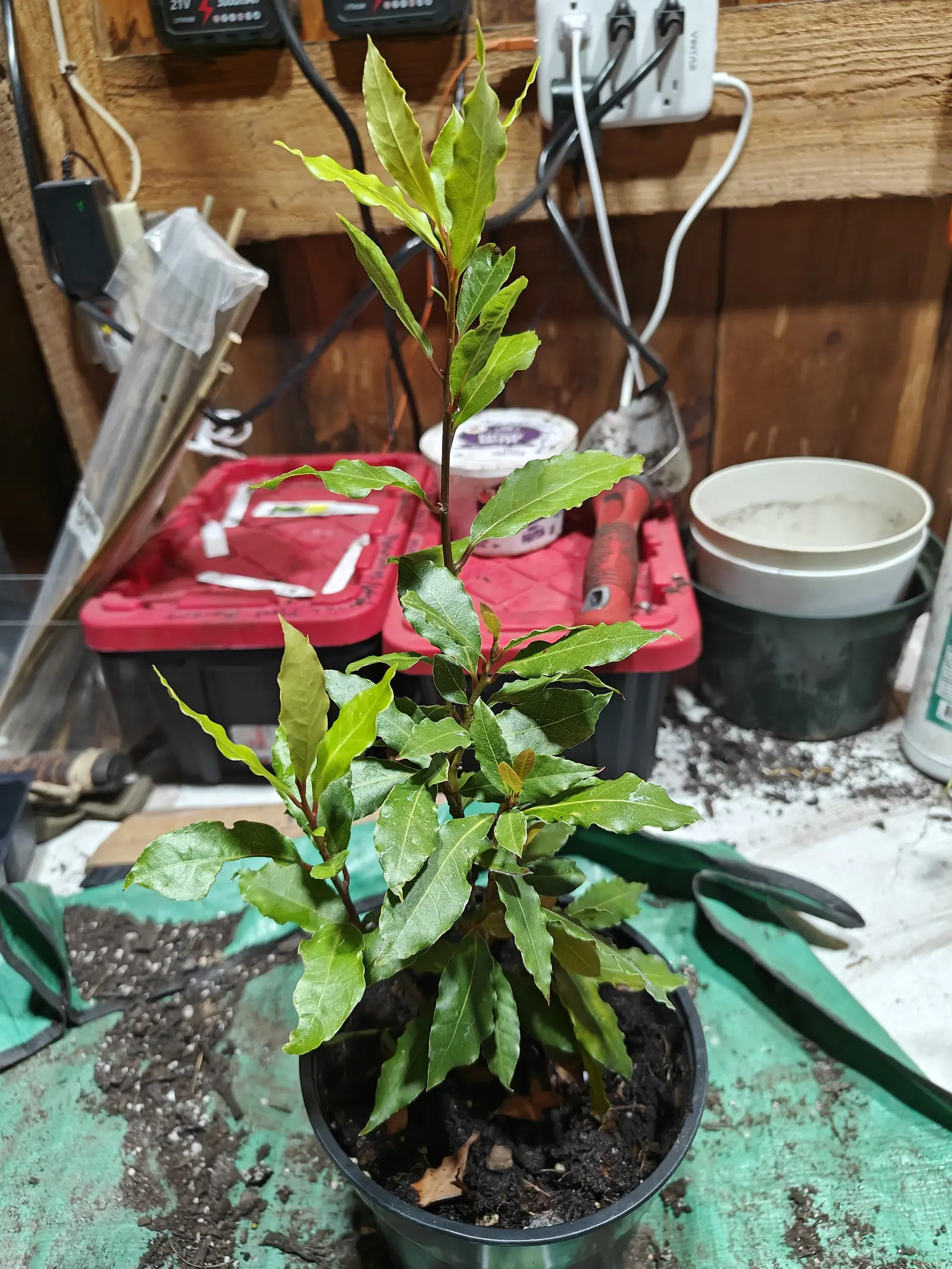 A woody young shrub with glossy lance-shaped leaves on reddish stems, in a black nursery pot on a green tarpaulin, a red toolbox, stacked buckets and a power strip on the timber wall behind.