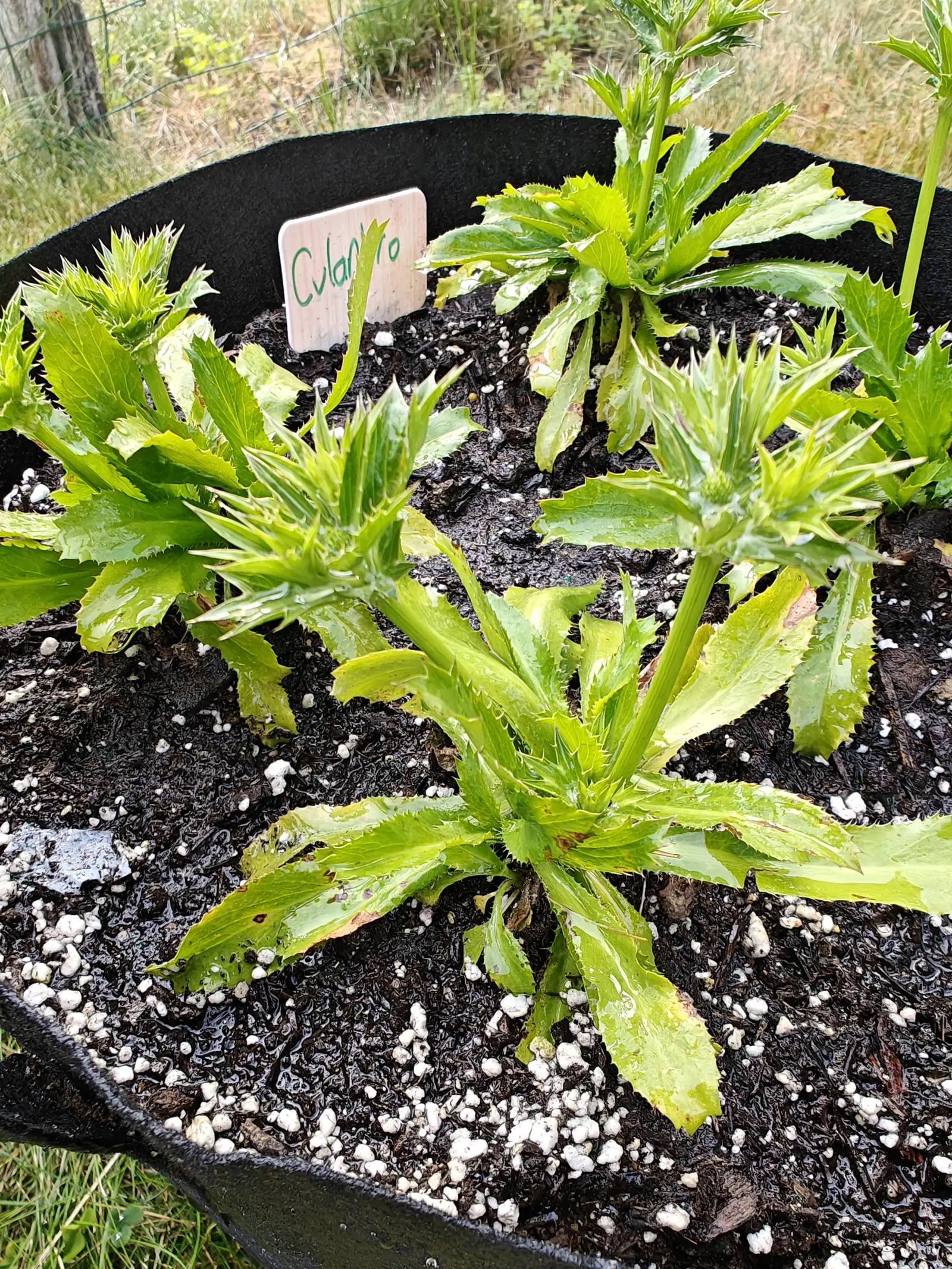 Several rosettes of long saw-edged culantro leaves in a black fabric grow bag of dark perlite-flecked compost, a wooden label standing at the back.