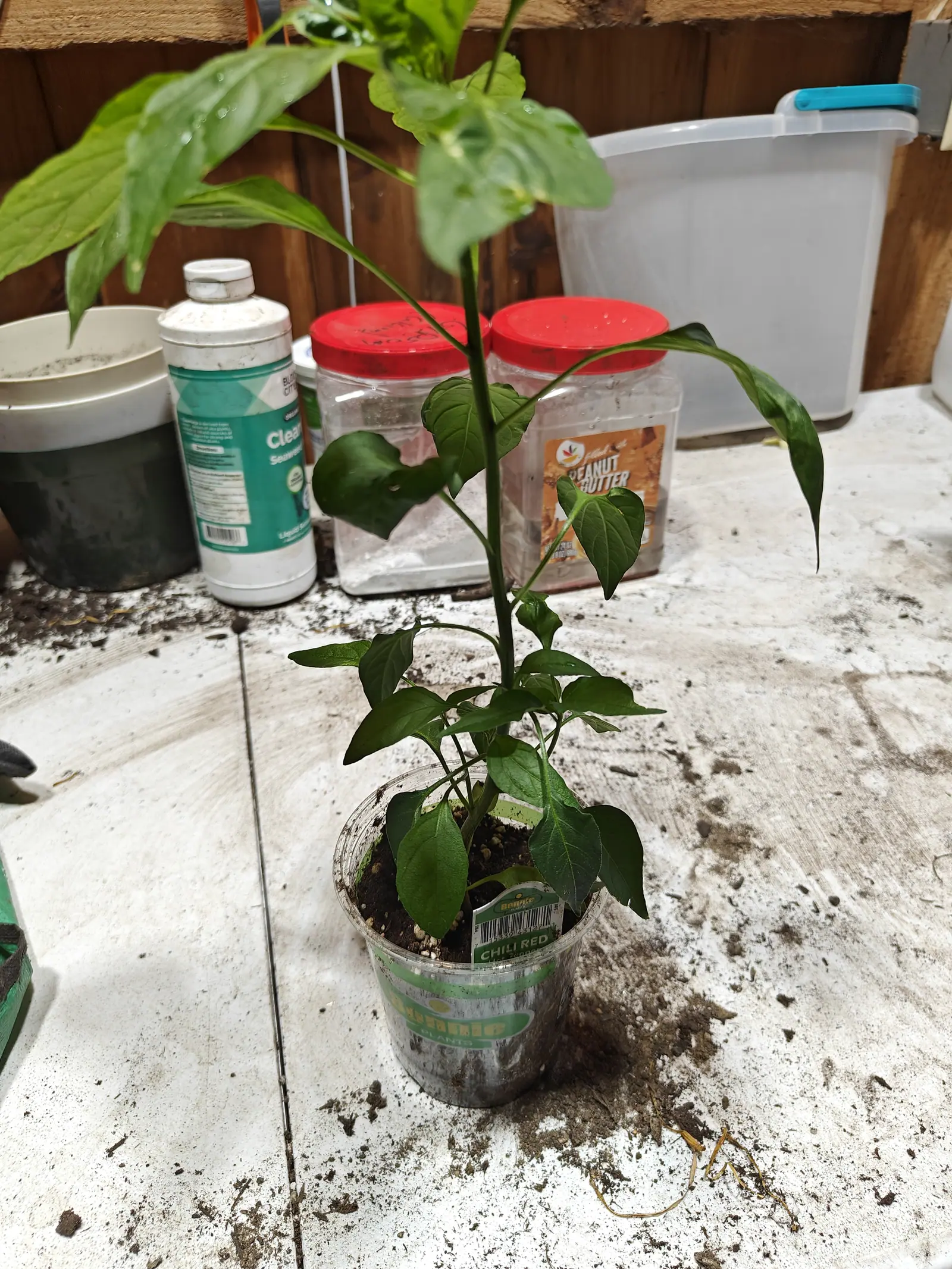 A pepper plant in a clear plastic cup of compost on a whitewashed potting bench, a printed label pushed in beside it, cleaning bottles and peanut butter jars with red lids behind.