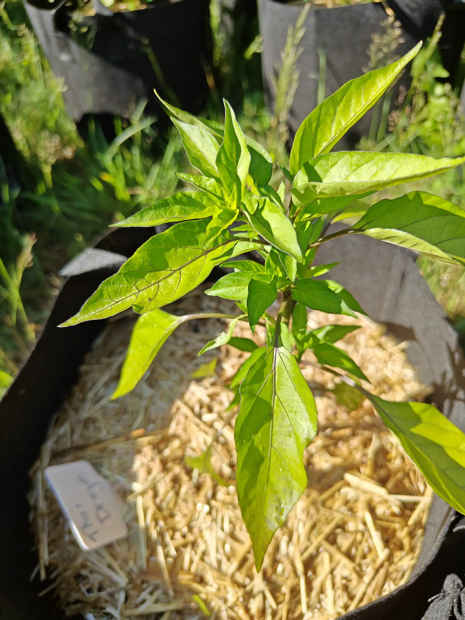 A young pepper plant with bright yellow-green leaves in a black fabric grow bag, straw mulch beneath it and a pale plant label lying at the bag's edge.