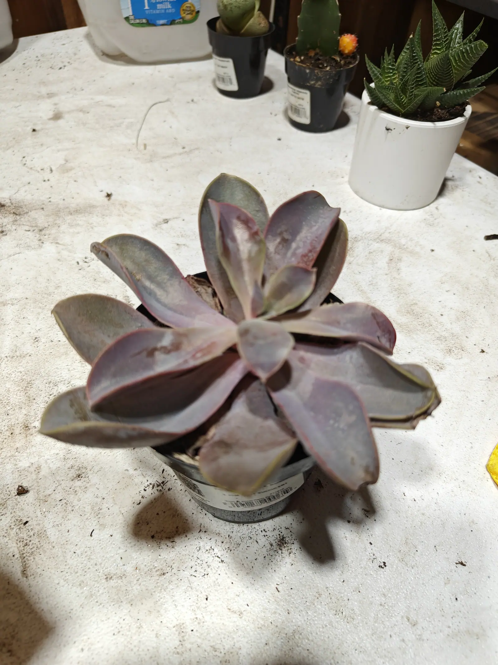 A wide open rosette of broad spoon-shaped leaves in dusty lilac-grey flushed with mauve, in a small black nursery pot on a pale bench. Smaller potted succulents and a cactus stand out of focus behind.
