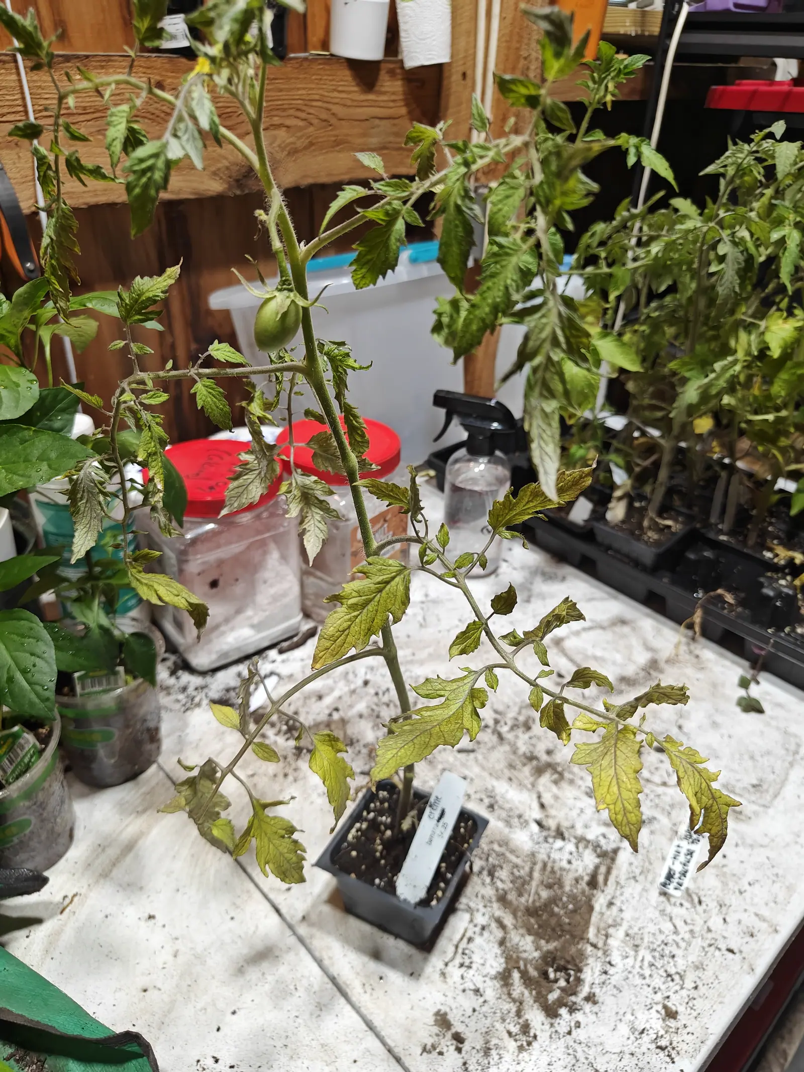 A leggy tomato plant in a black cell tray on a potting bench, one green fruit on the leader and the lower leaves yellowing, jars and seedling trays crowding the bench behind.