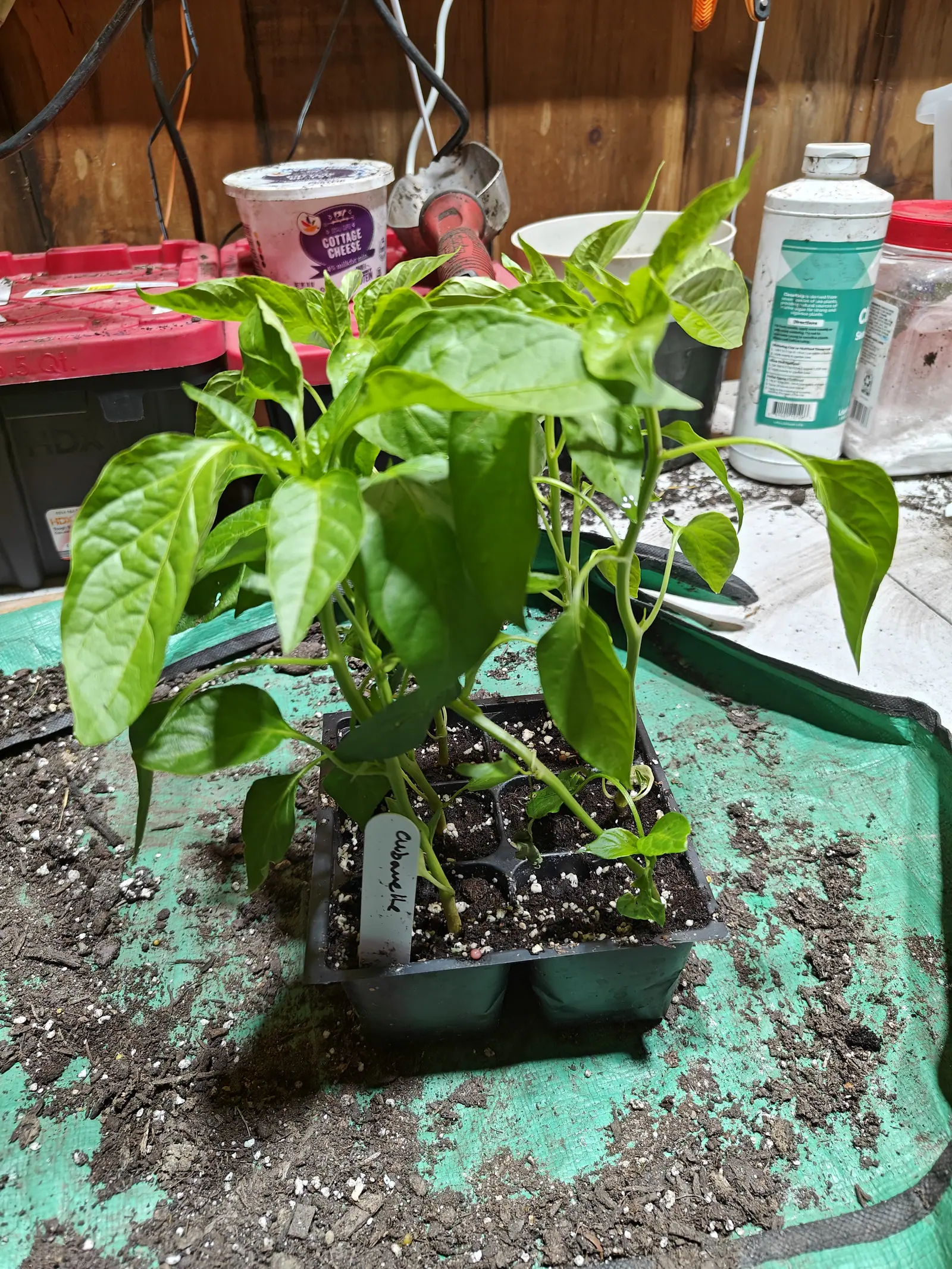 A tray of pepper seedlings in black cells on a green tarpaulin, a handwritten label wedged among them, a red toolbox and workshop clutter on the bench behind.