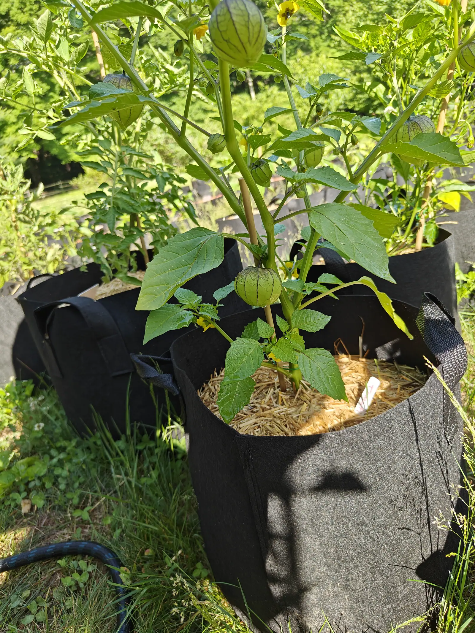 A tomatillo plant in a black fabric grow bag over straw mulch, green husked fruit hanging among broad leaves, more grow bags and rough grass behind.