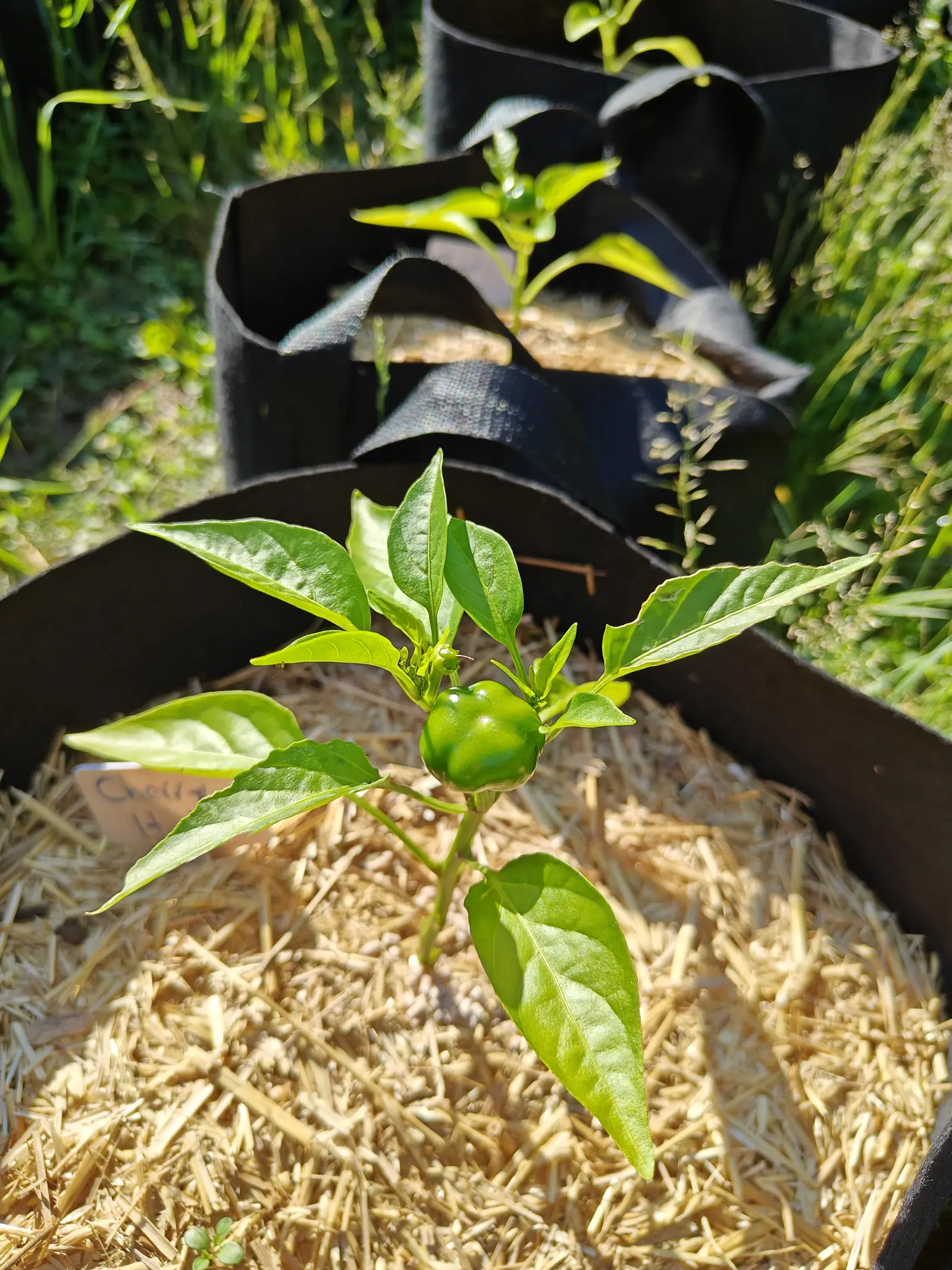 A small pepper plant carrying one round green fruit at its crown, growing in a black fabric grow bag over straw mulch with further bags stepping away behind.