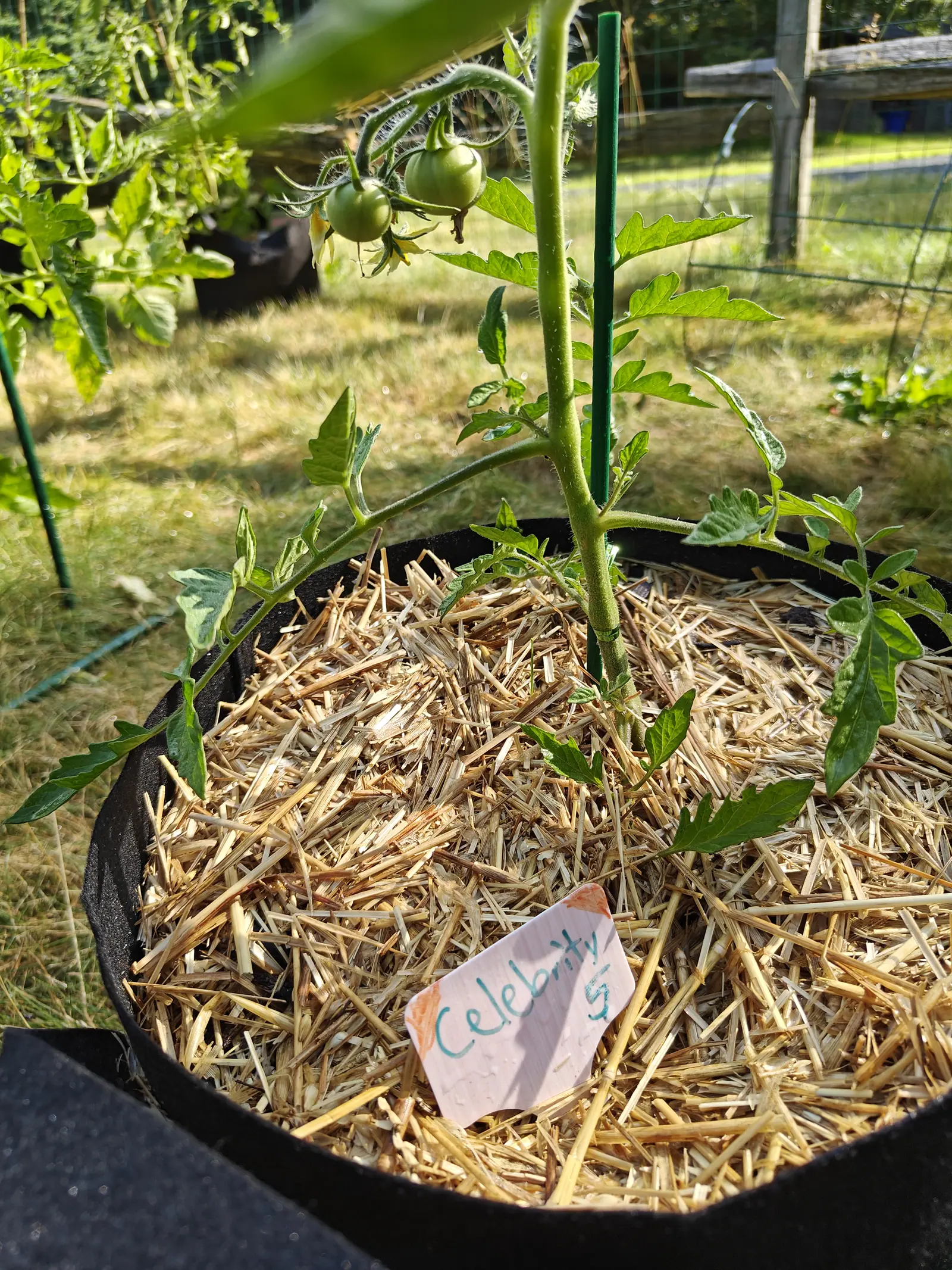 A young tomato plant on a green metal stake in a straw-mulched grow bag, a truss of small green fruit above and a handwritten label propped in the straw.