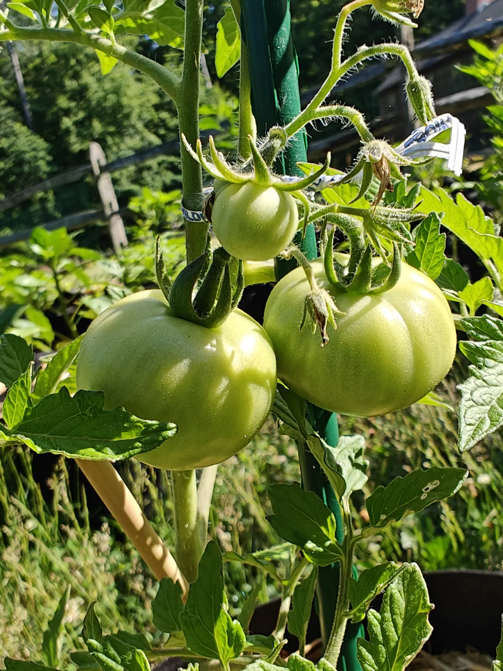Two large ribbed green tomatoes hanging side by side from a hairy truss beside a green metal stake, with a split-rail fence and dark trees behind.