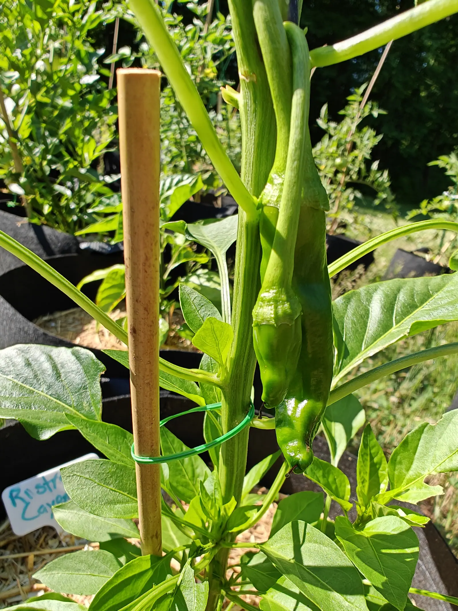 Long green cayenne peppers hanging in a cluster against a bamboo cane tied with green wire, a handwritten label at the foot of the plant.