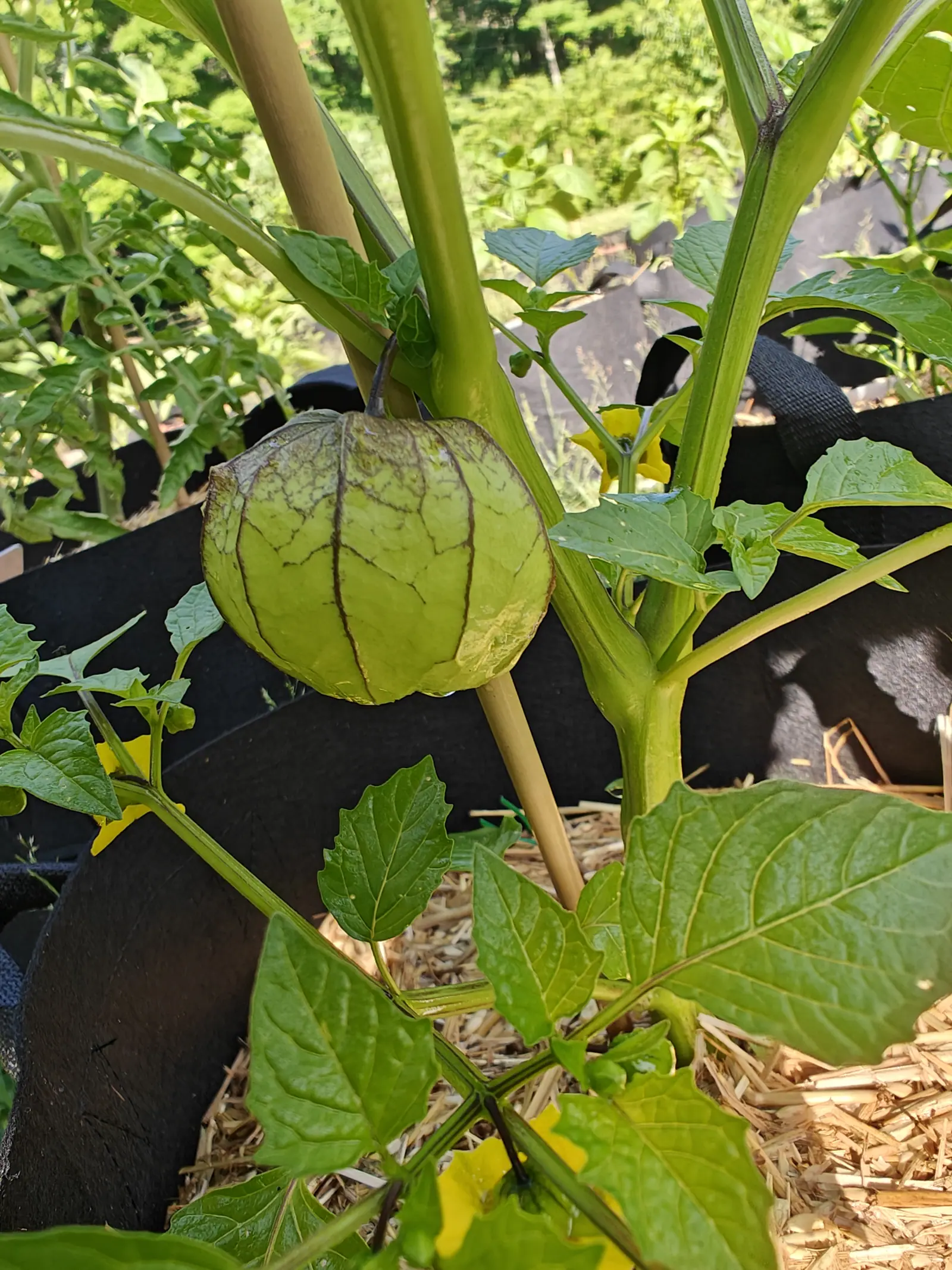 A single green tomatillo swelling inside its dark-veined husk, hanging from a thick stem above black fabric grow bags and straw mulch.
