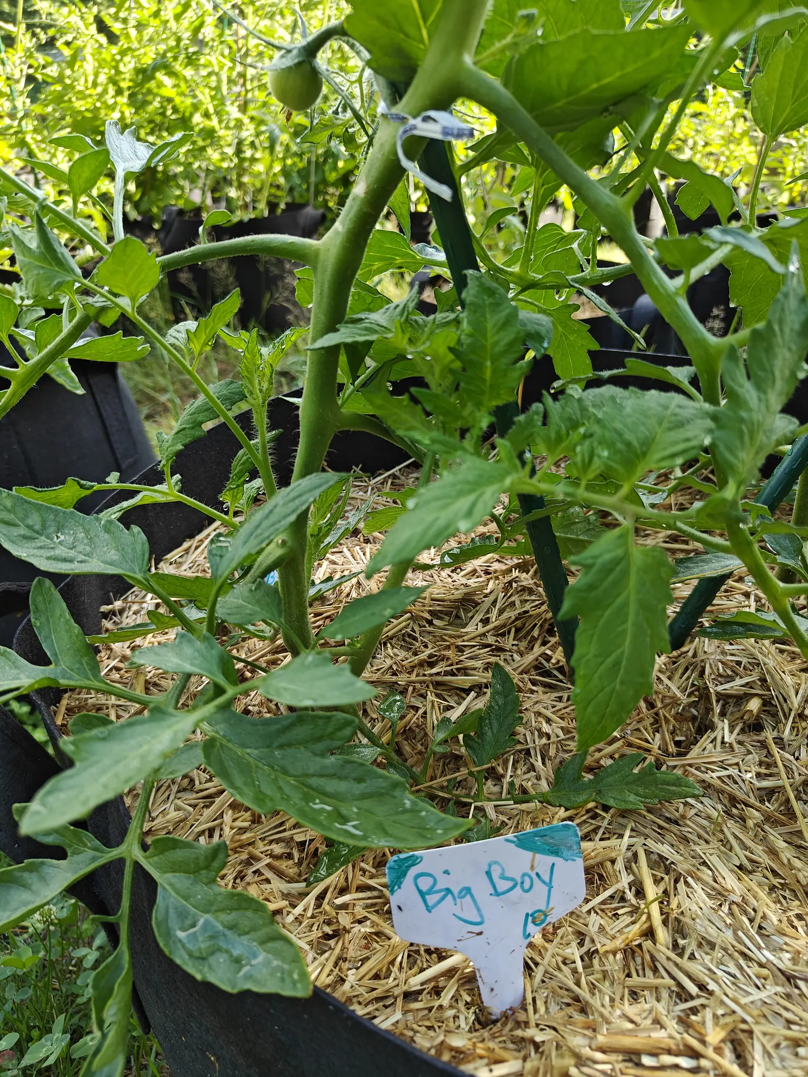 A tomato plant staked to a green rod in a straw-mulched black fabric grow bag, a handwritten label in front and one small green fruit at the top.