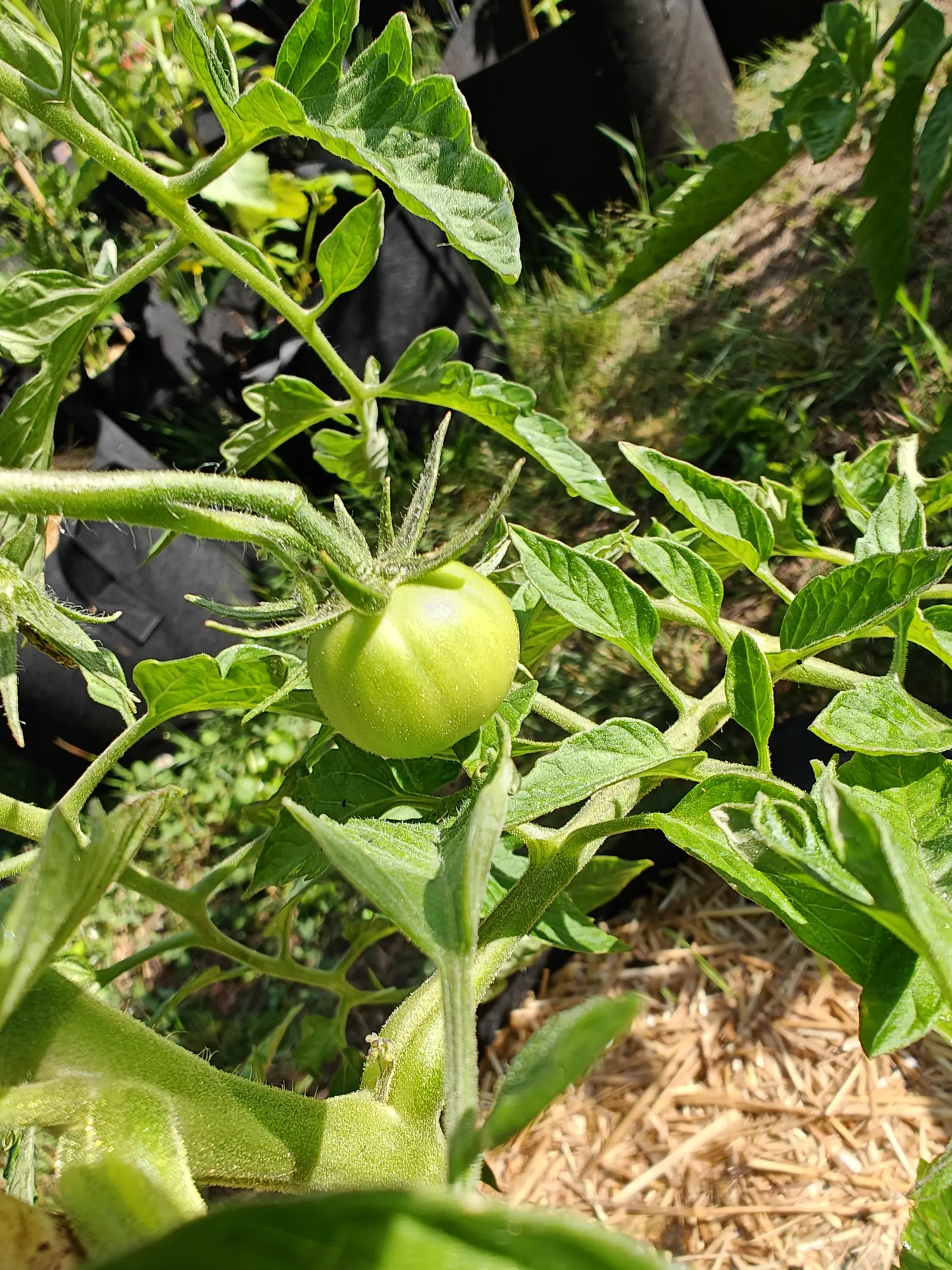 A single ribbed green tomato hanging at the centre of a sprawling plant, black fabric grow bags and straw mulch in the sunlit background.