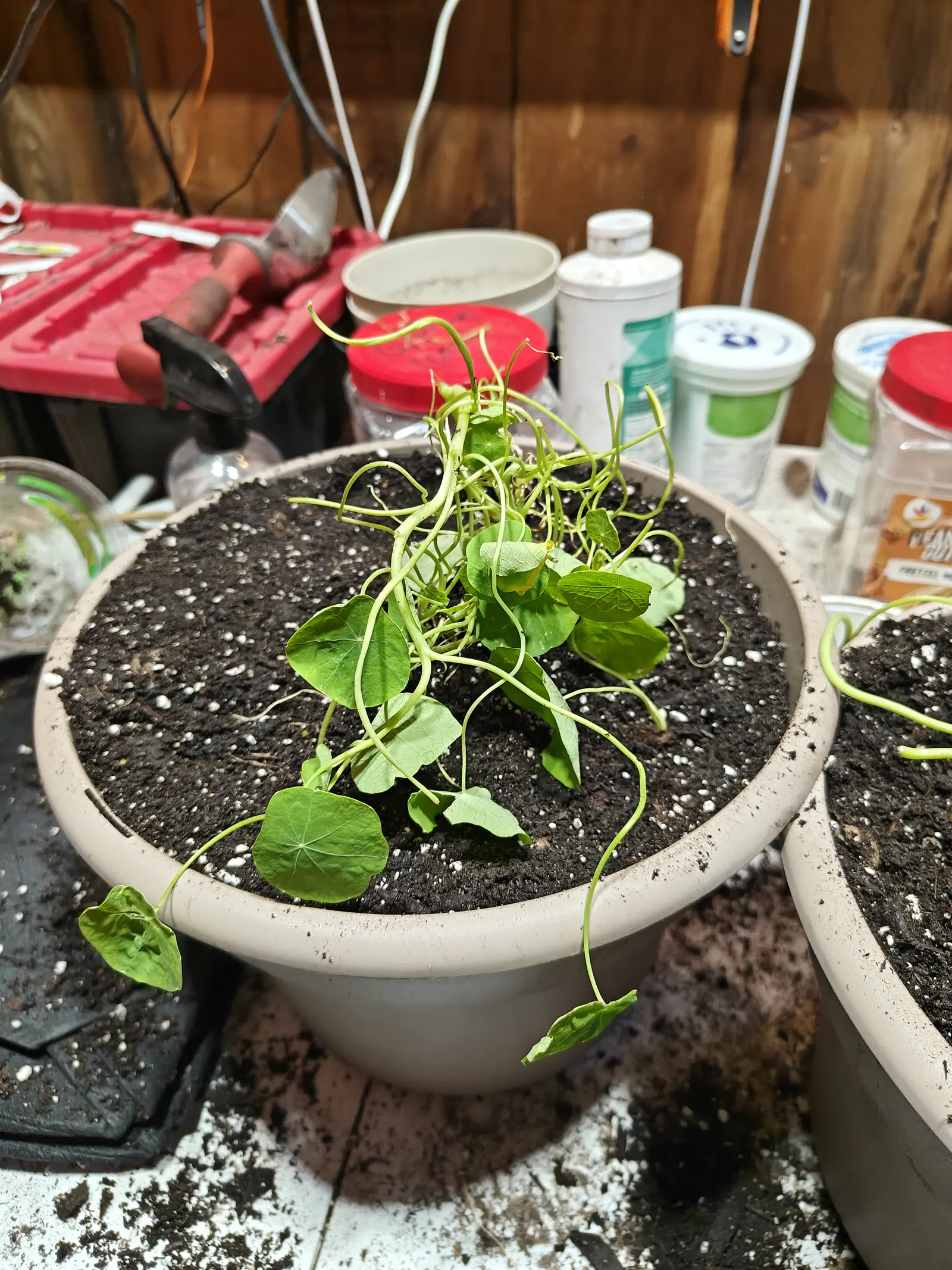 A pot of straggling nasturtium seedlings with long pale stems and round leaves trailing over the rim, on a potting bench with a red toolbox and bottles behind.