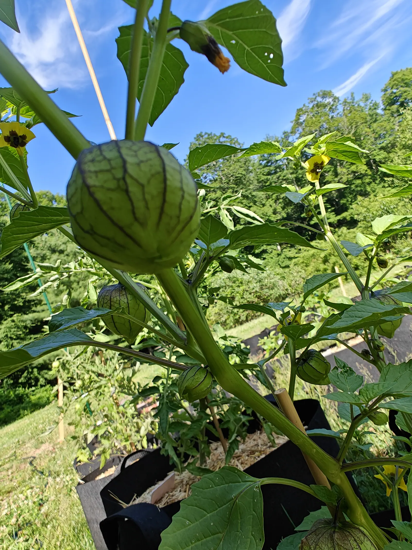 A green tomatillo in its veined husk seen from below against a bright blue sky, yellow flowers on the neighbouring stems and grow bags below.