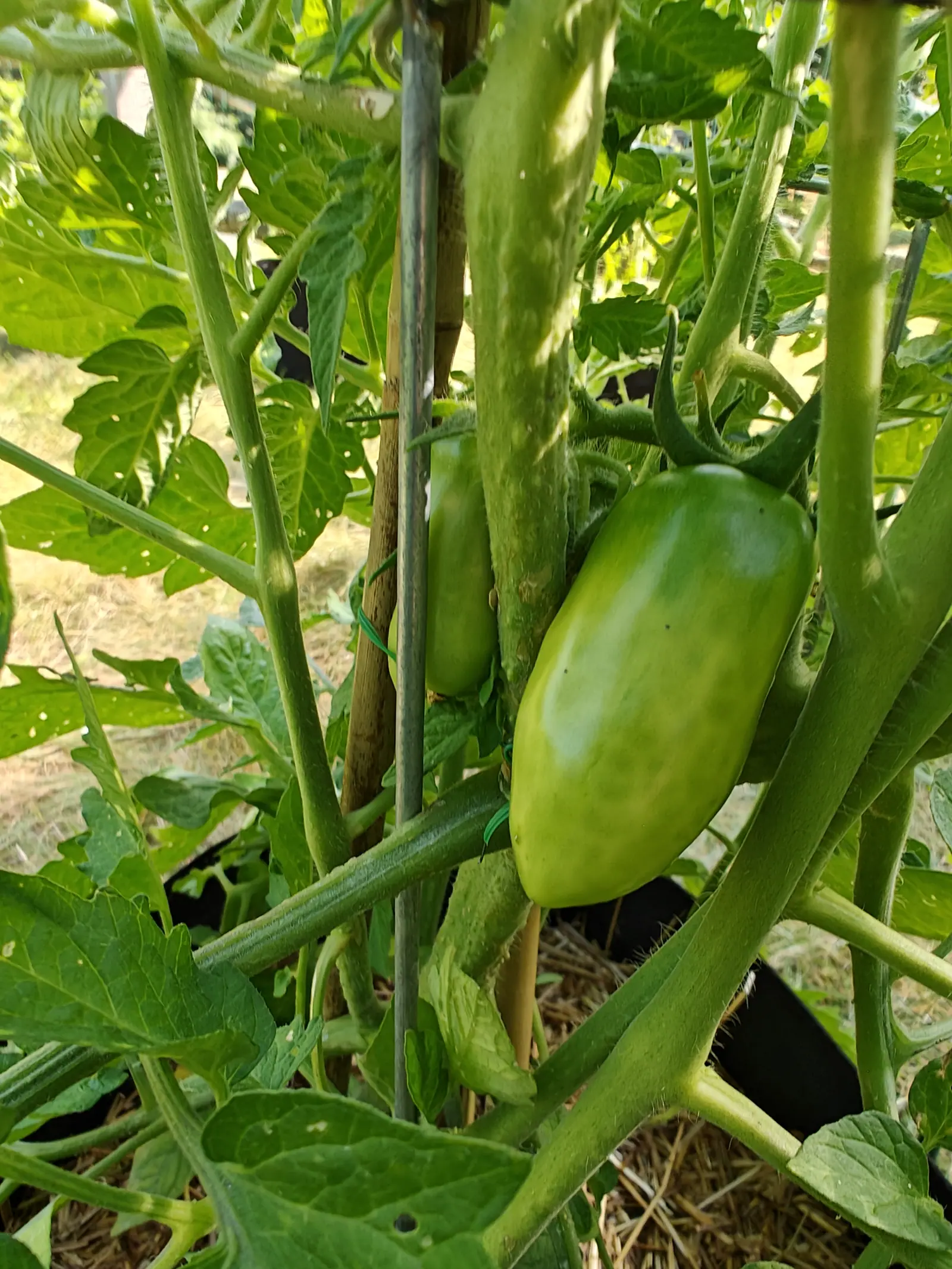 Two green plum tomatoes on a plant tied to a bamboo cane, one hanging clear of the foliage and glossy in the sun, straw and dry grass behind.