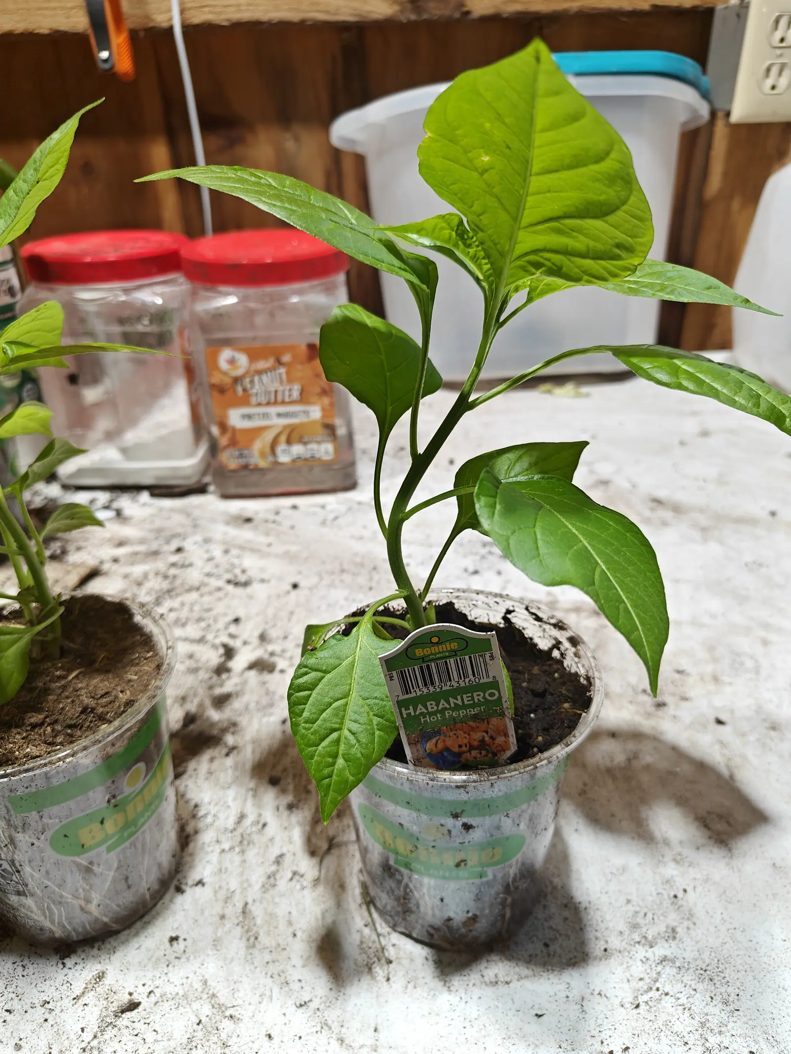 A young pepper plant in a clear plastic cup on a whitewashed potting bench, a nursery label tucked into the compost, jars behind.