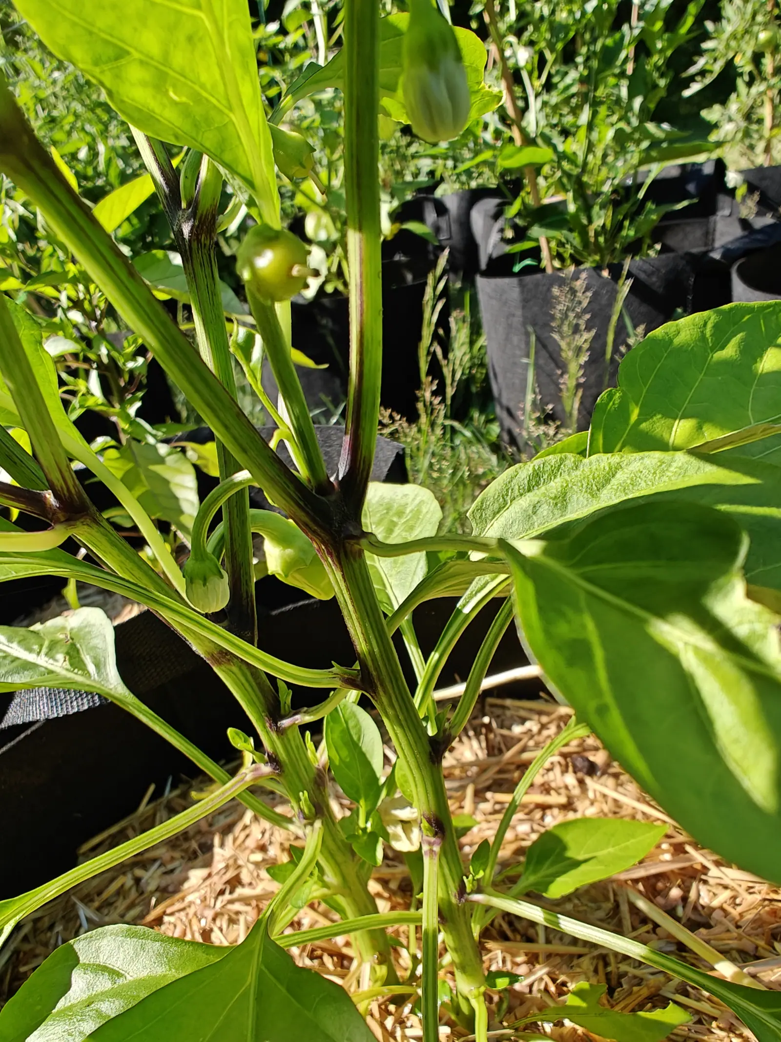 A pepper plant seen close among its purple-jointed stems, one small green fruit hanging above and straw mulch, grow bags and grass beyond.