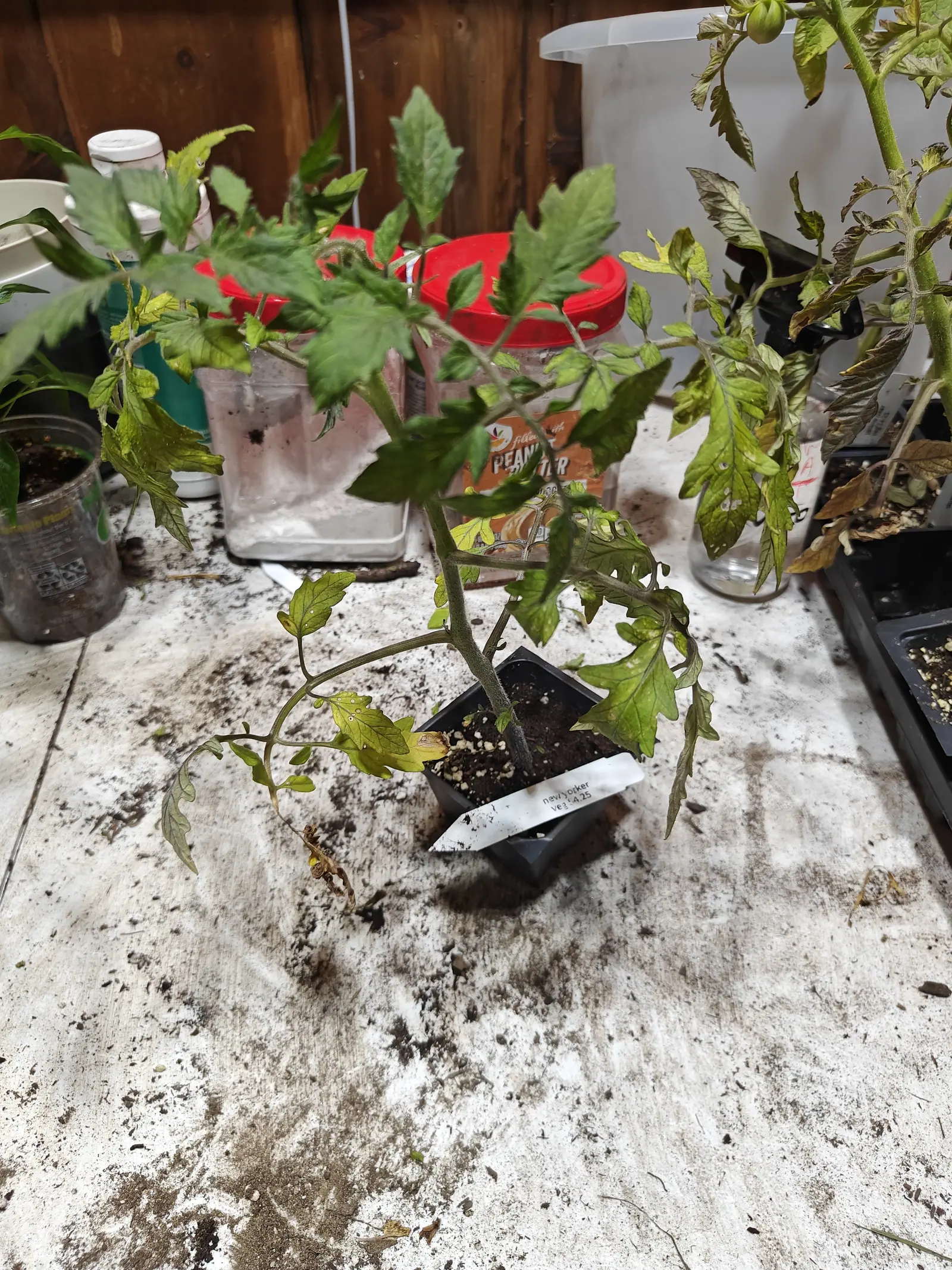 A small tomato plant in a black cell pot on a spattered potting bench, its lower leaves yellow and curling, a plant label leaning against the pot.