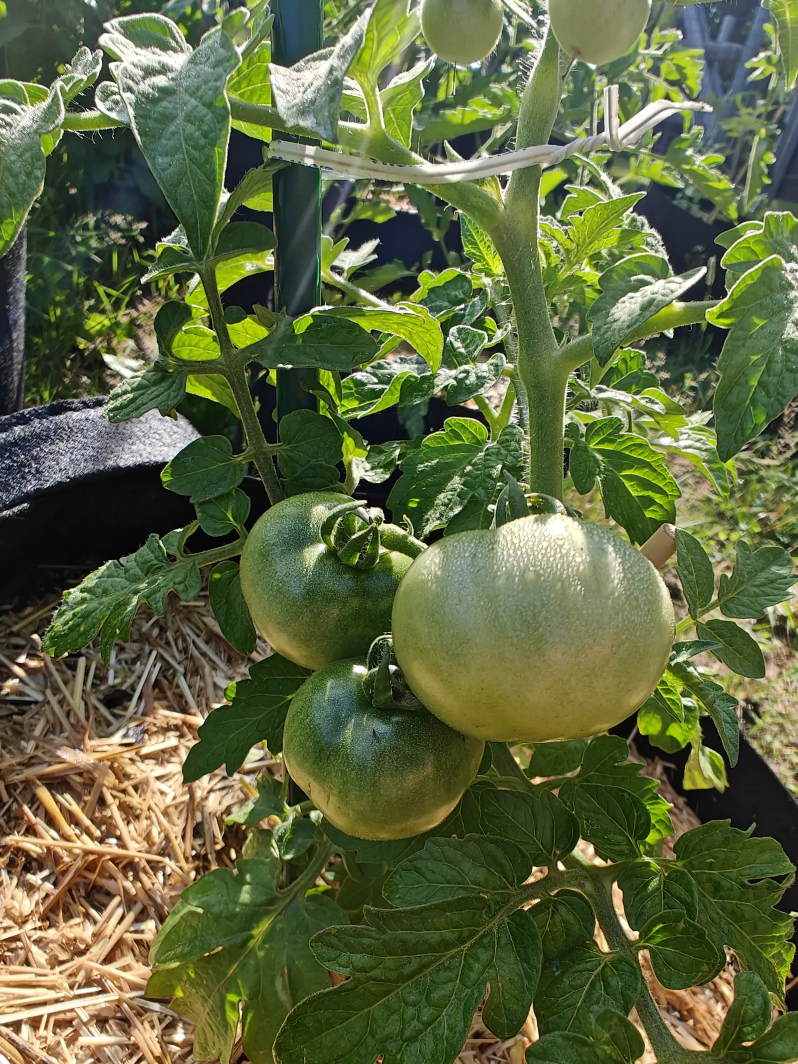 A cluster of three large green tomatoes on a bushy plant in a black fabric grow bag, straw mulch below and a green stake running up behind.