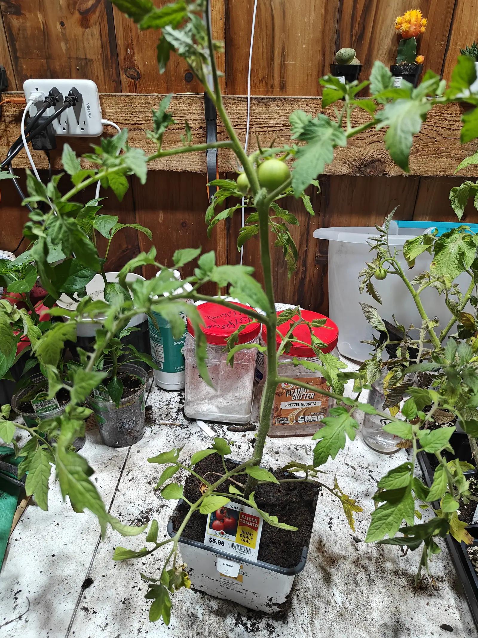 A tall thin tomato plant in a small pot on a potting bench, one green fruit on its leader, a printed nursery label in the compost and small potted succulents on the shelf behind.
